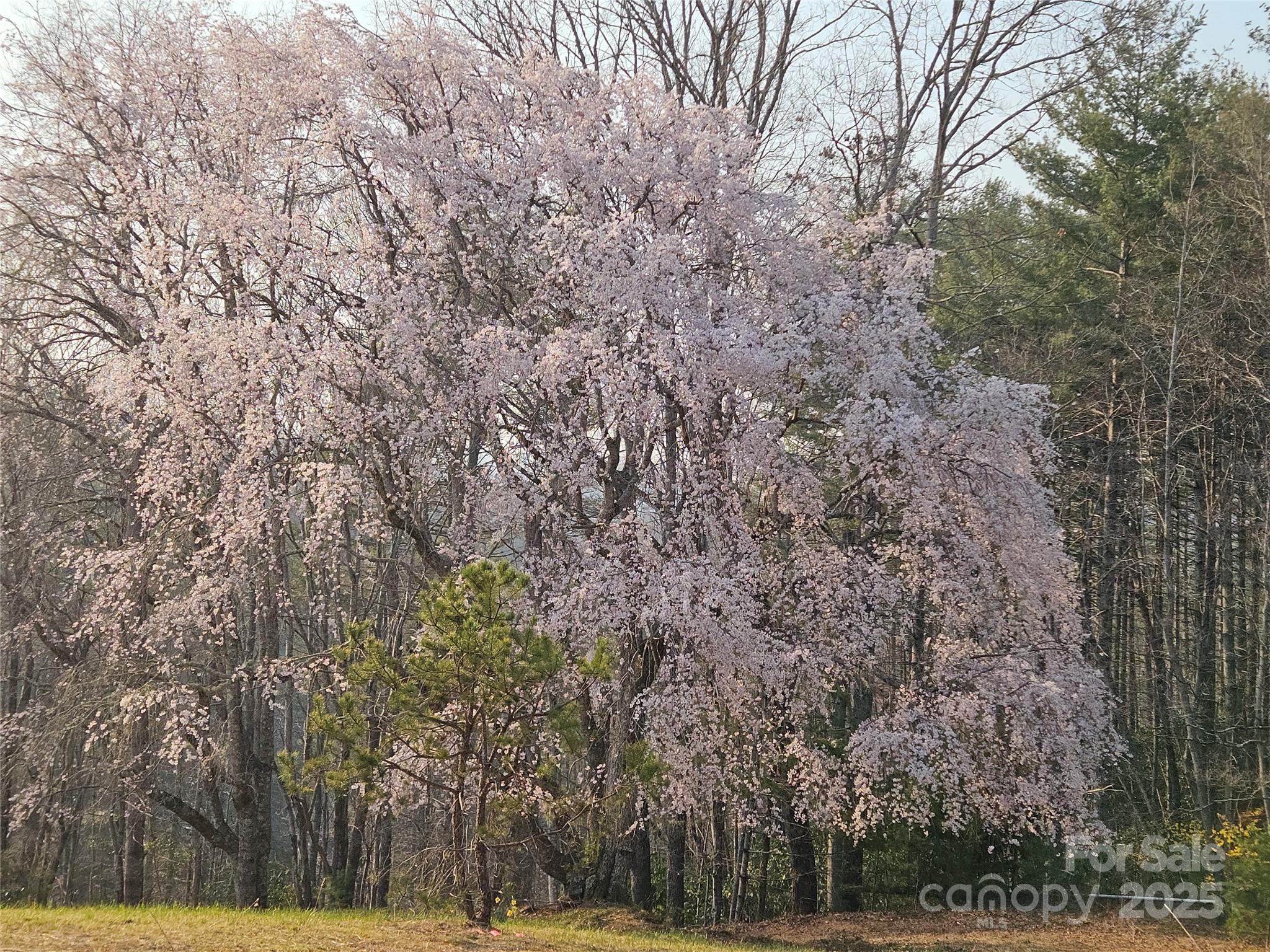 900 Bud Siniard Road Property Photo 14