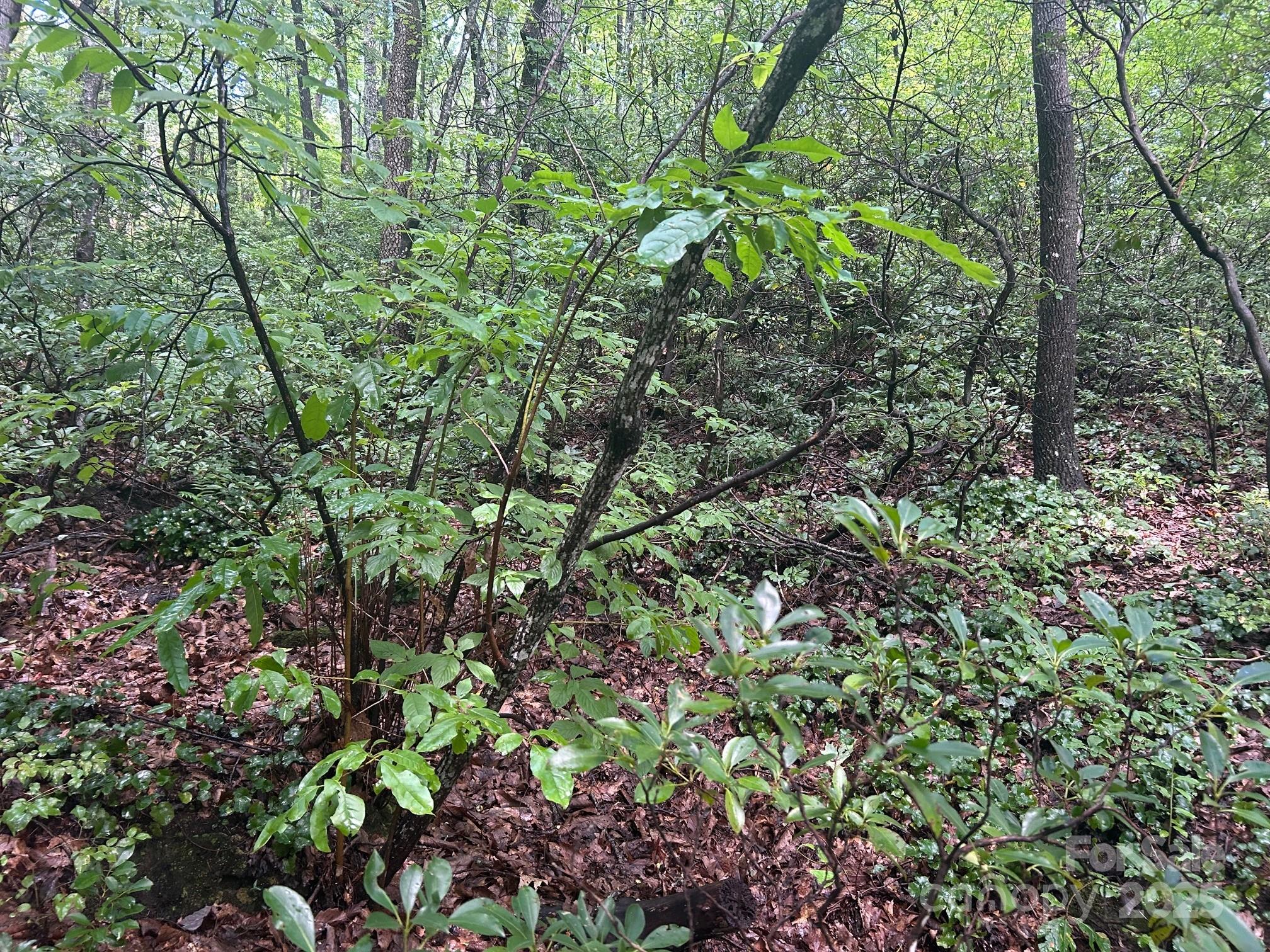 Lot 21 Pine Ridge Road 21 Property Photo 9