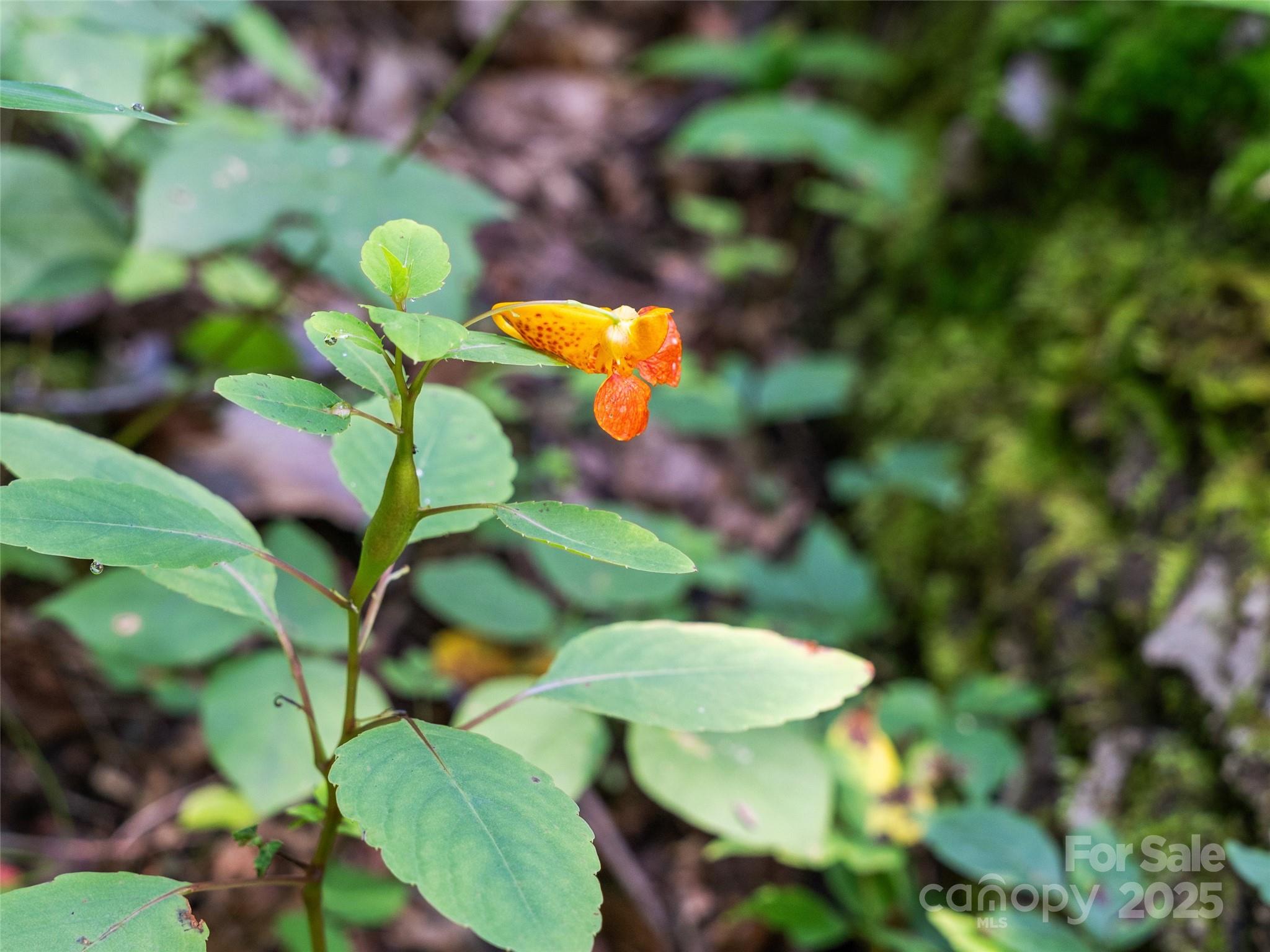 Lot 69 Falling Glen Drive 69 Property Photo 12