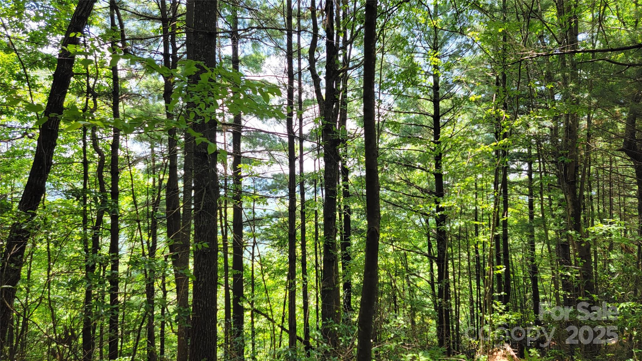 Tbd Frozen Creek Road Property Photo 25