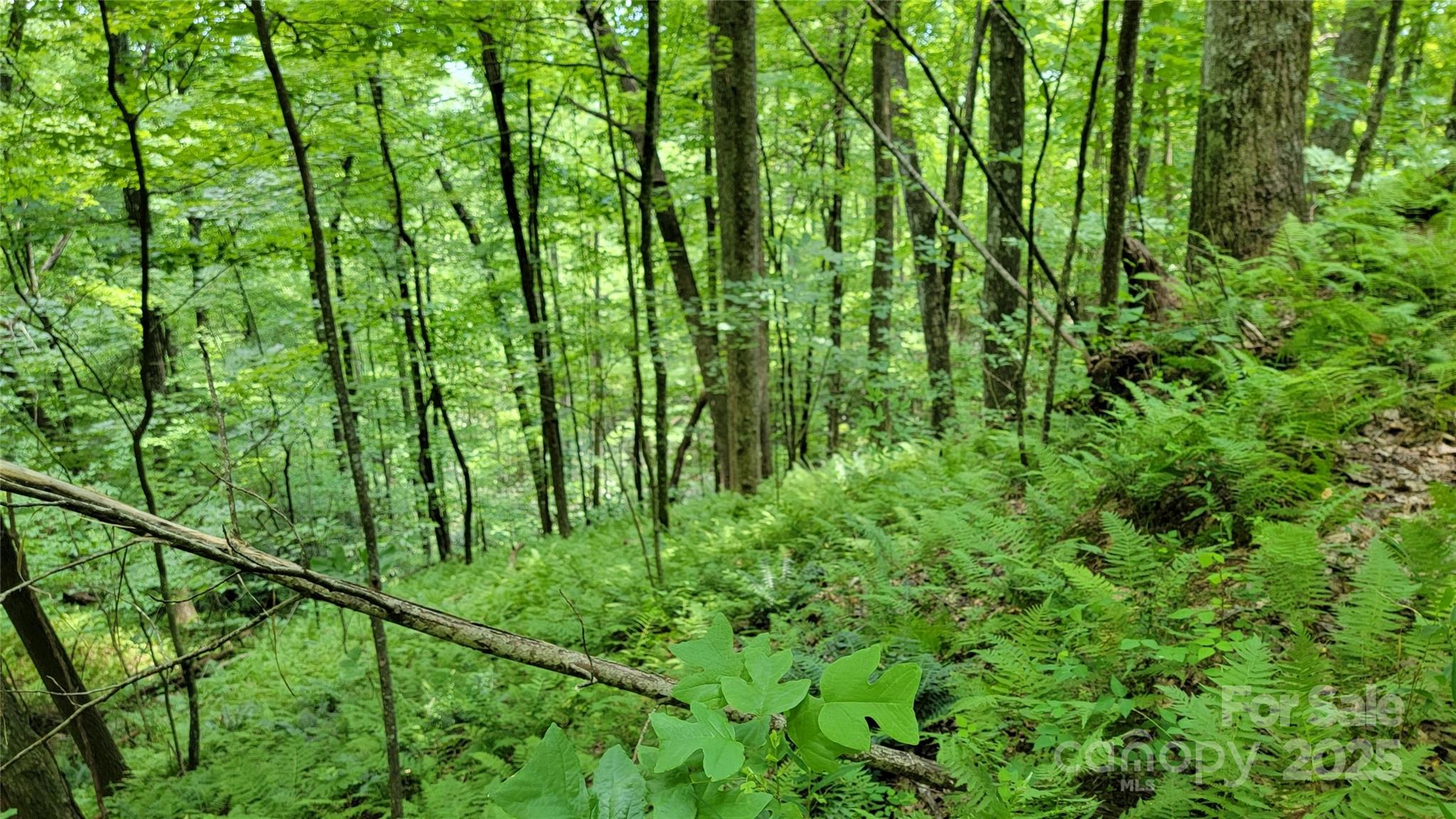 Tbd Frozen Creek Road Property Photo 26