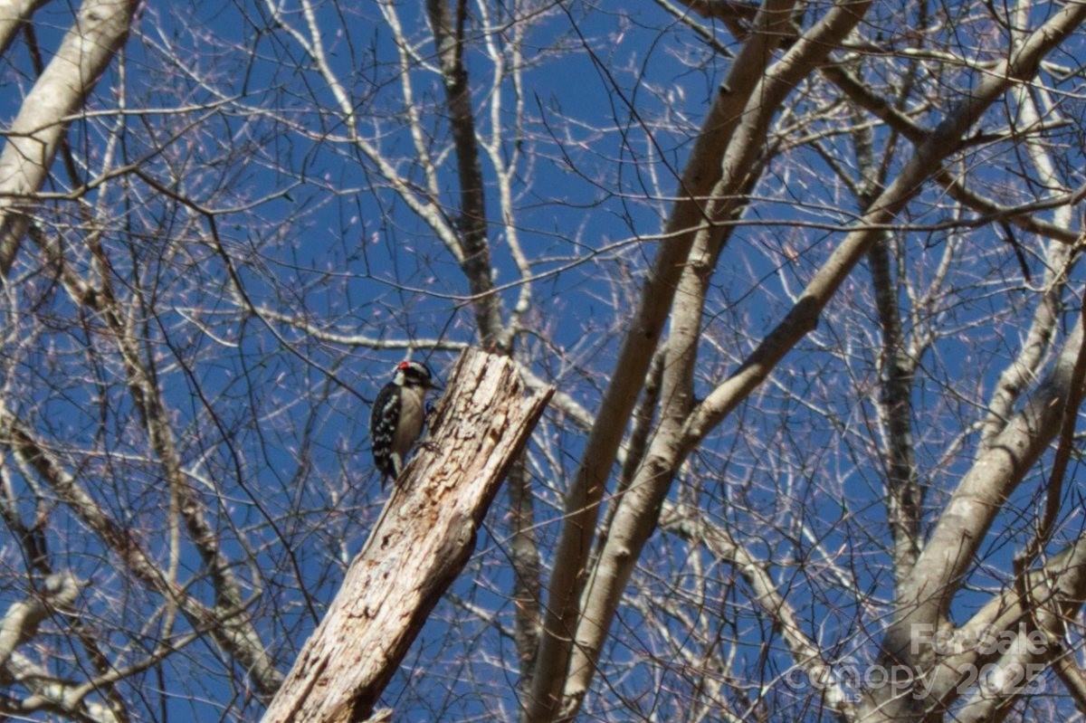 0 Cinnamon Ridge 404 Property Photo 5