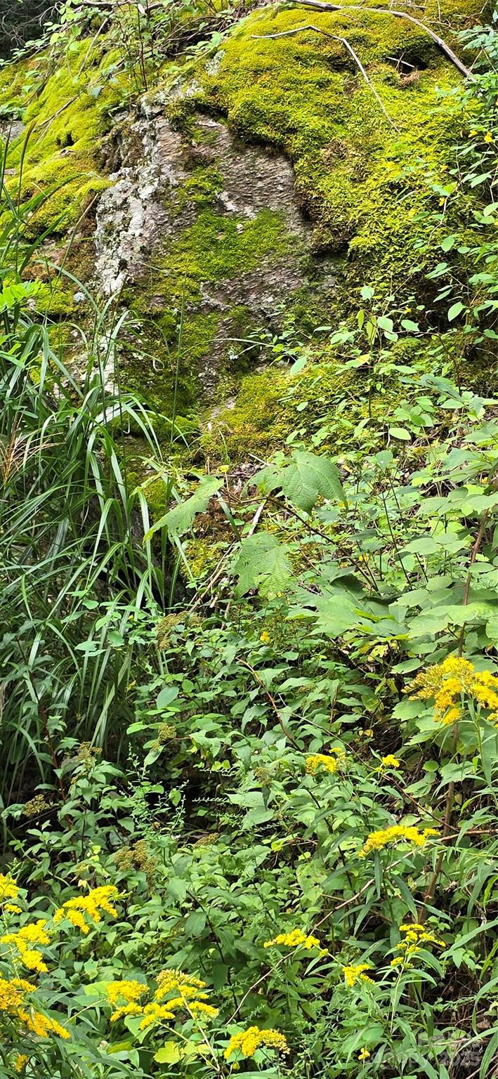 607 Rocky Top Trail Property Photo 48