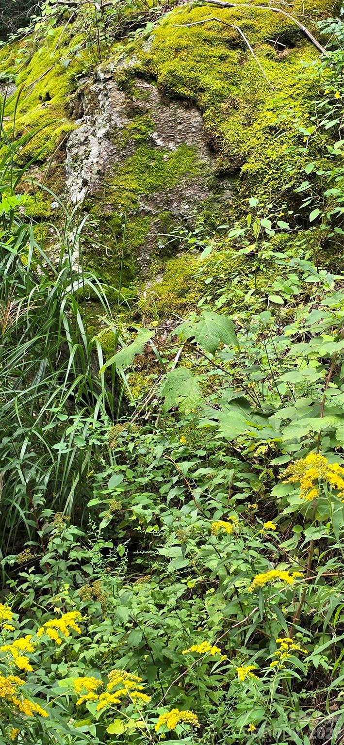 607 Rocky Top Trail Property Photo 48