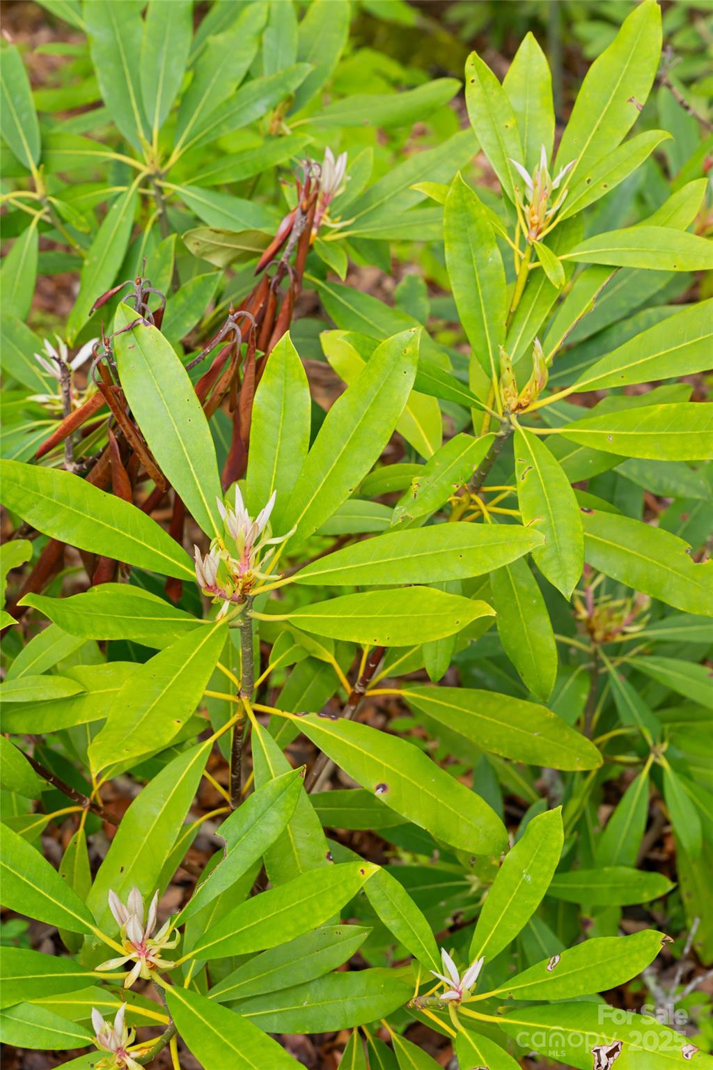 1111 Elm Tree Lane Property Photo 5