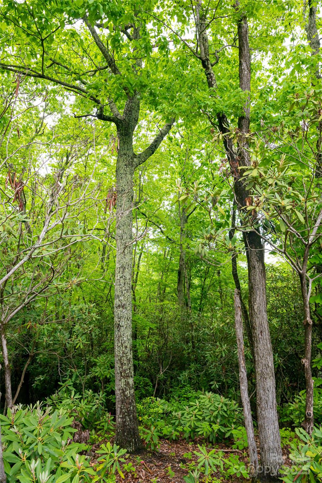 1111 Elm Tree Lane Property Photo 6