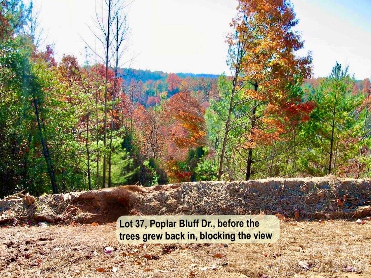 3.31 Acres, Lot 37 Poplar Bluff Drive 37 Property Photo 3