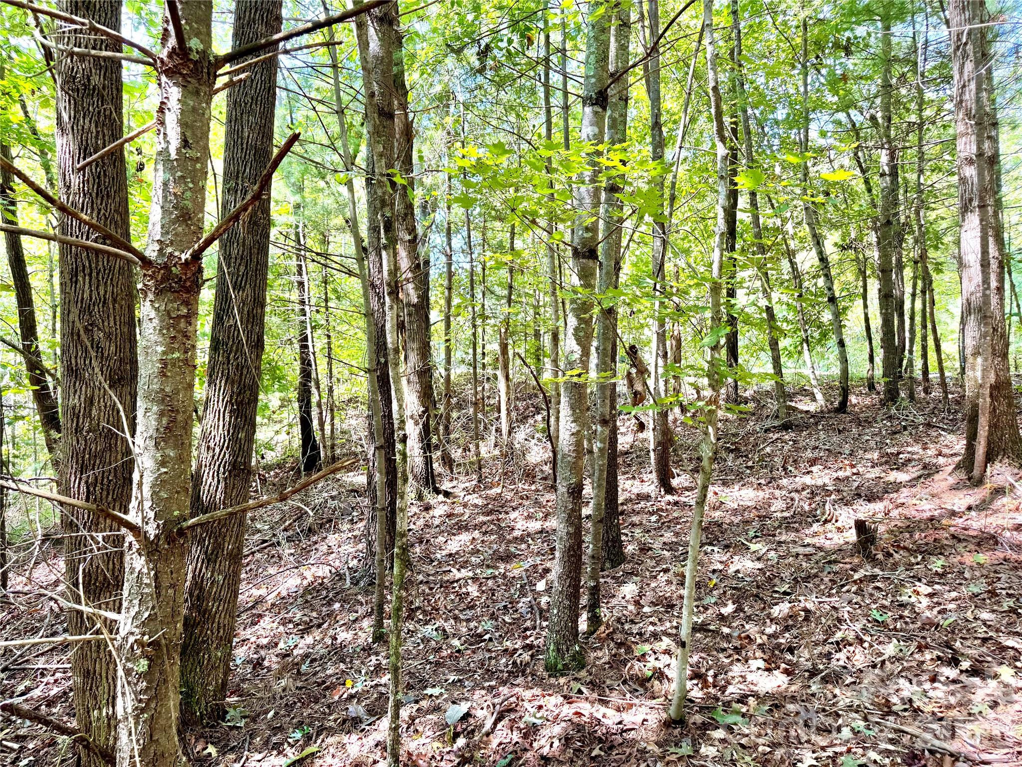 3.31 Acres, Lot 37 Poplar Bluff Drive 37 Property Photo 8
