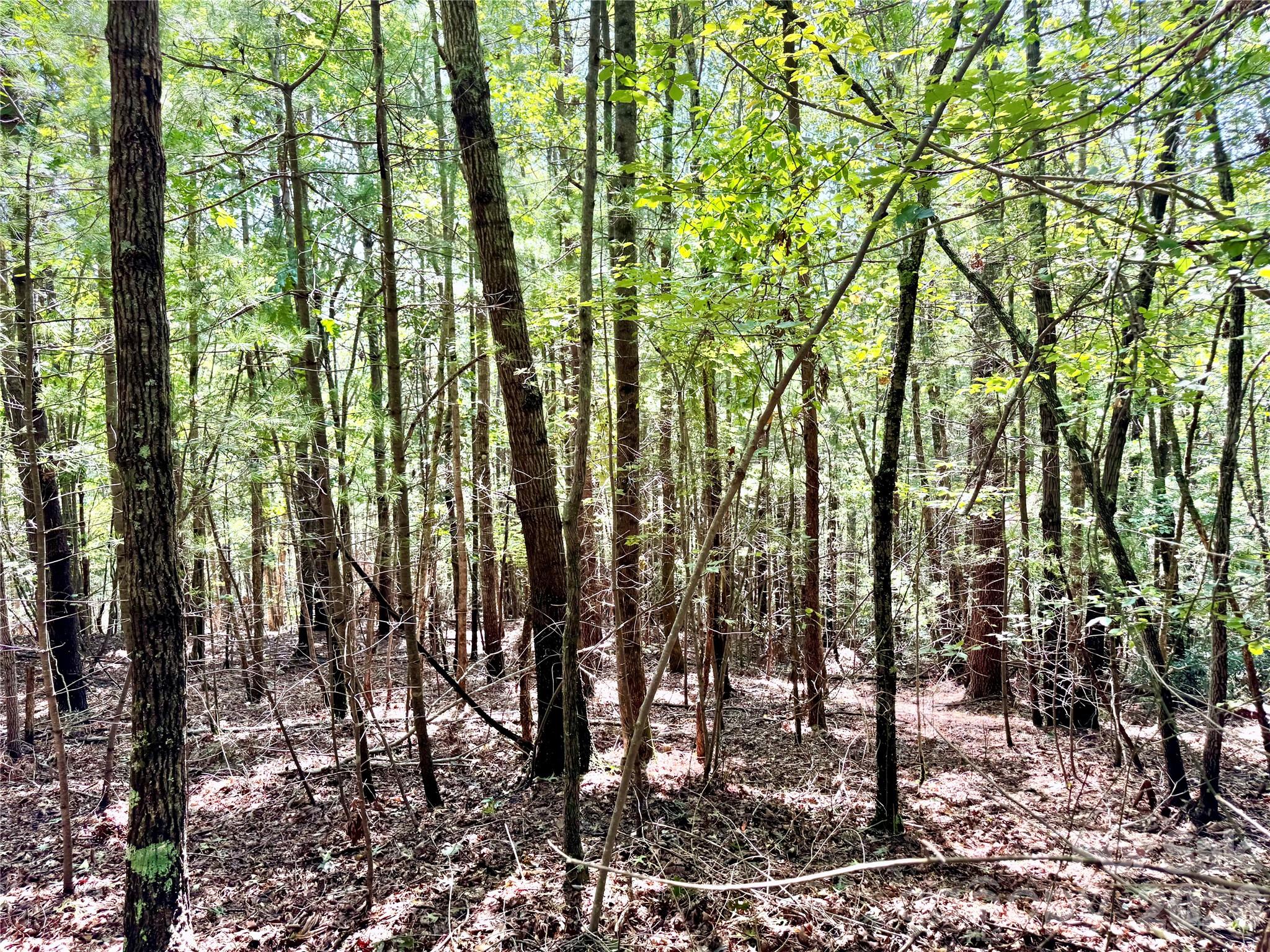 3.31 Acres, Lot 37 Poplar Bluff Drive 37 Property Photo 9