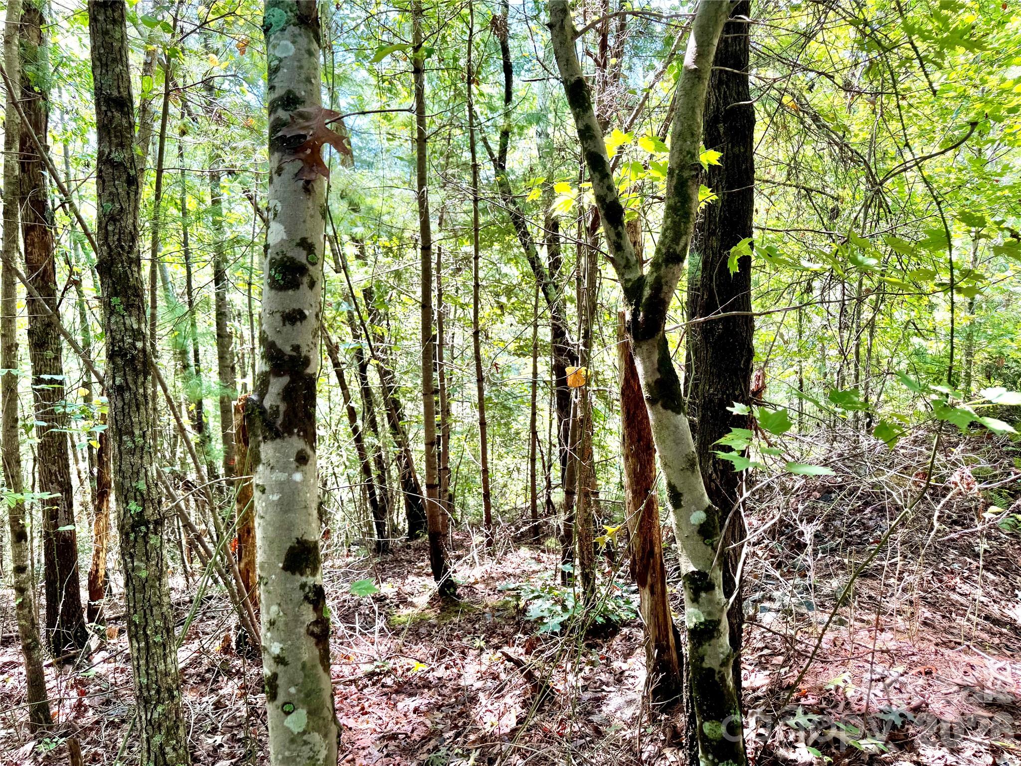 3.31 Acres, Lot 37 Poplar Bluff Drive 37 Property Photo 10