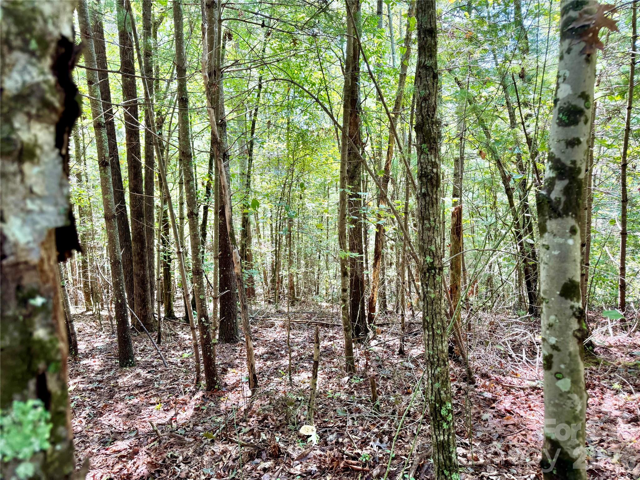 3.31 Acres, Lot 37 Poplar Bluff Drive 37 Property Photo 11