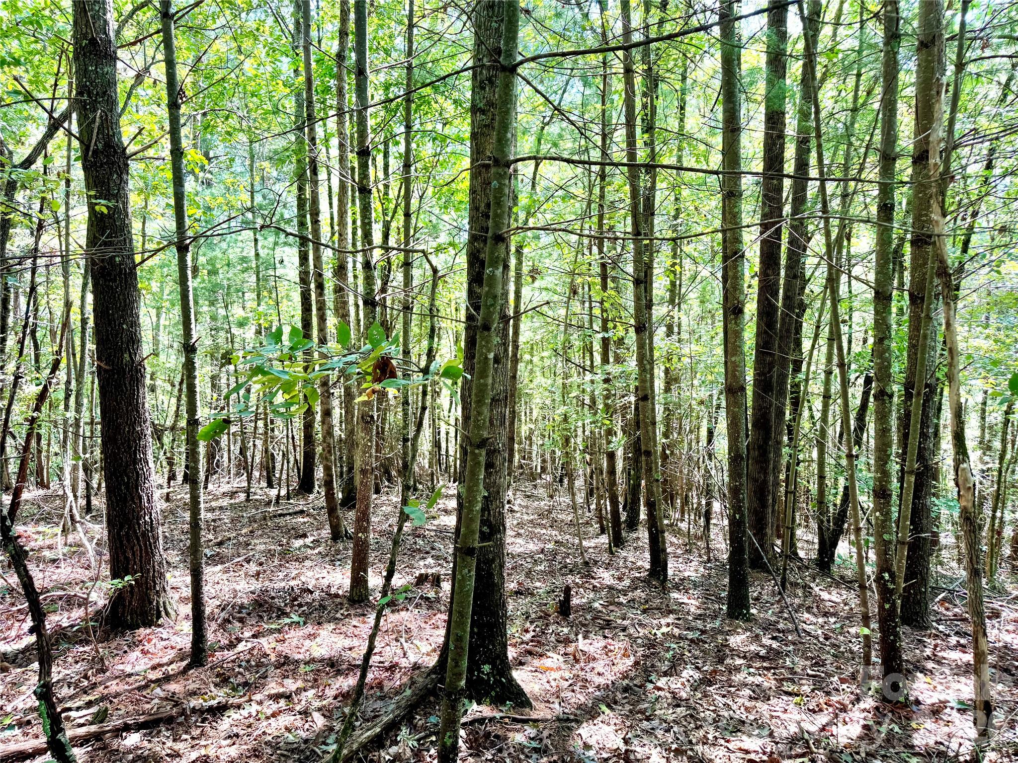 3.31 Acres, Lot 37 Poplar Bluff Drive 37 Property Photo 12