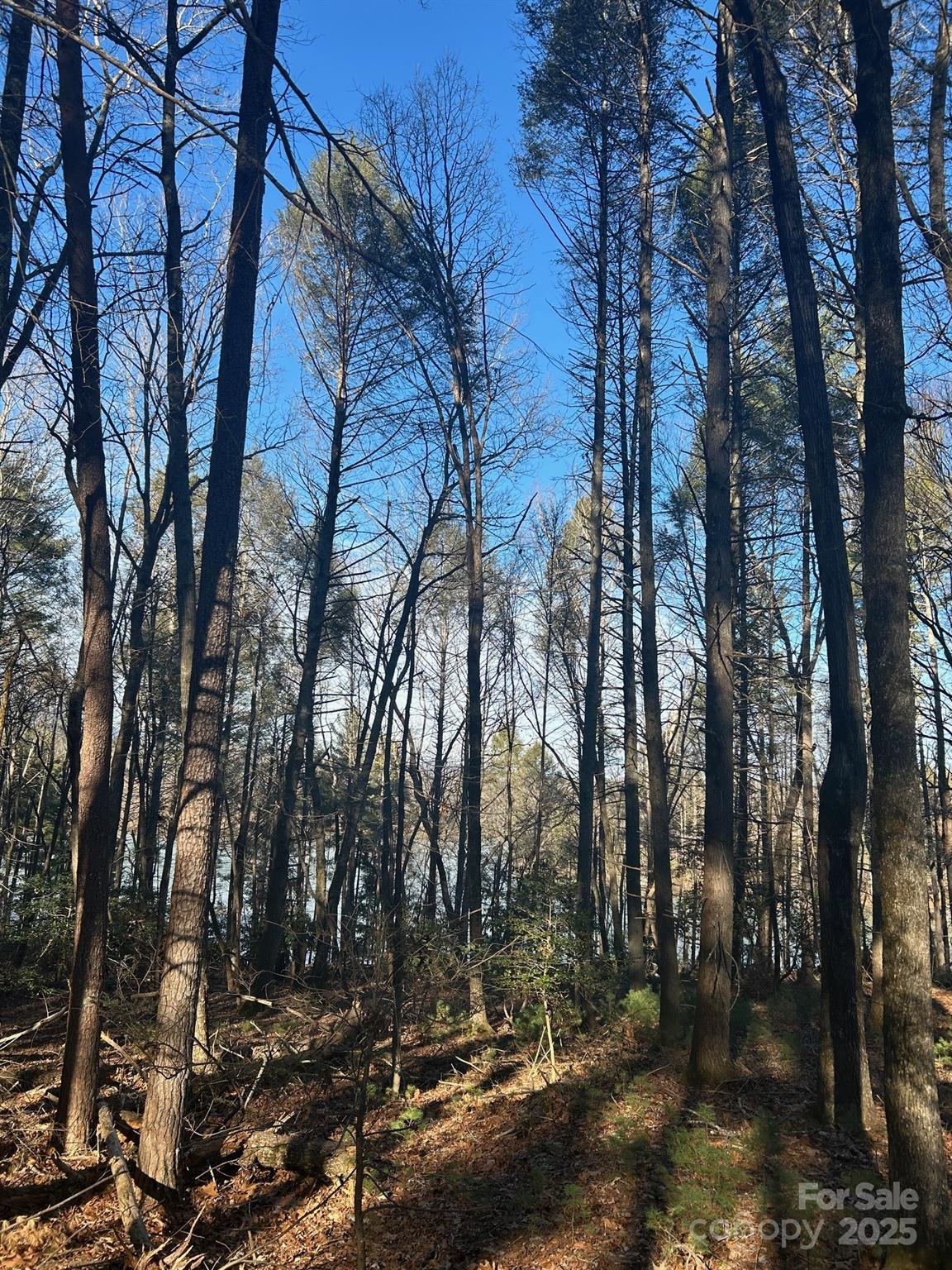 2205 Black Forest Drive 28 Property Photo 20