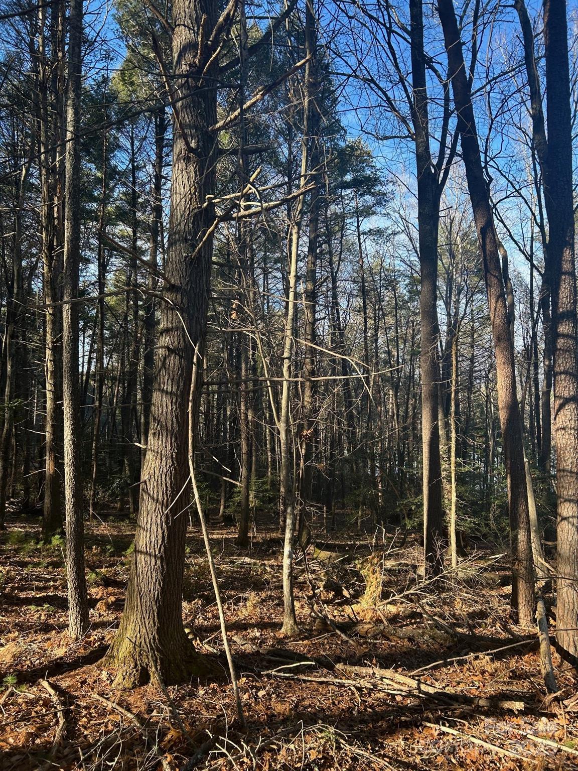 2205 Black Forest Drive 28 Property Photo 21