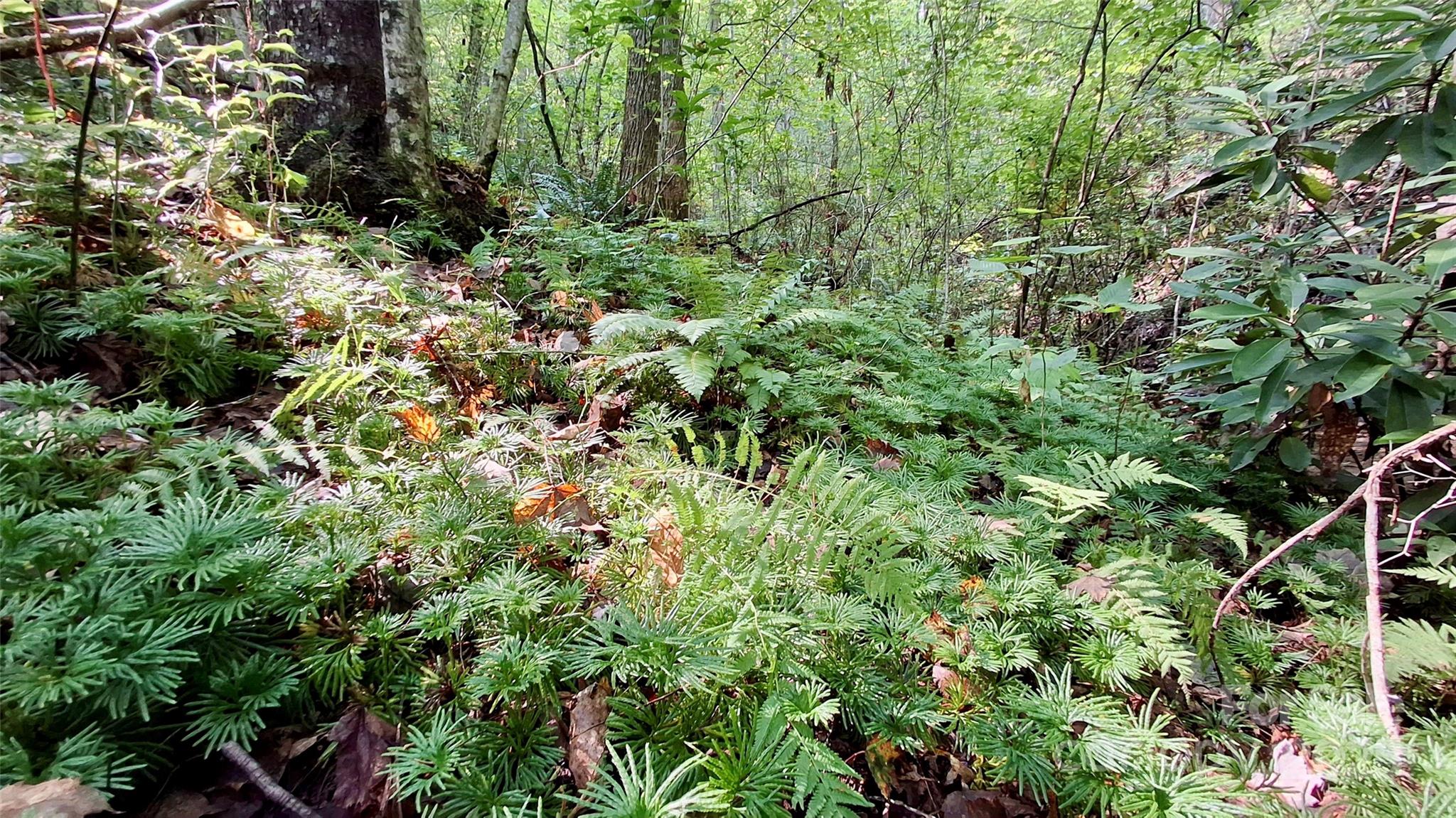 0 Cross Creek Circle Property Photo 10