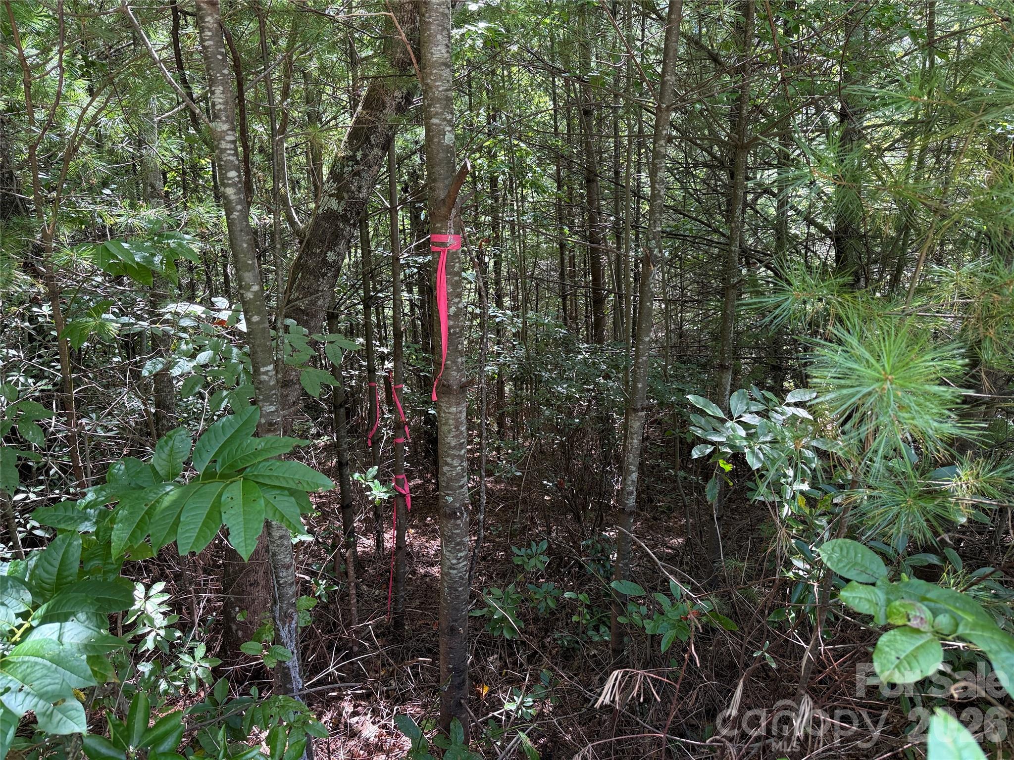 Tbd Staghorn Road 163 Property Photo 11