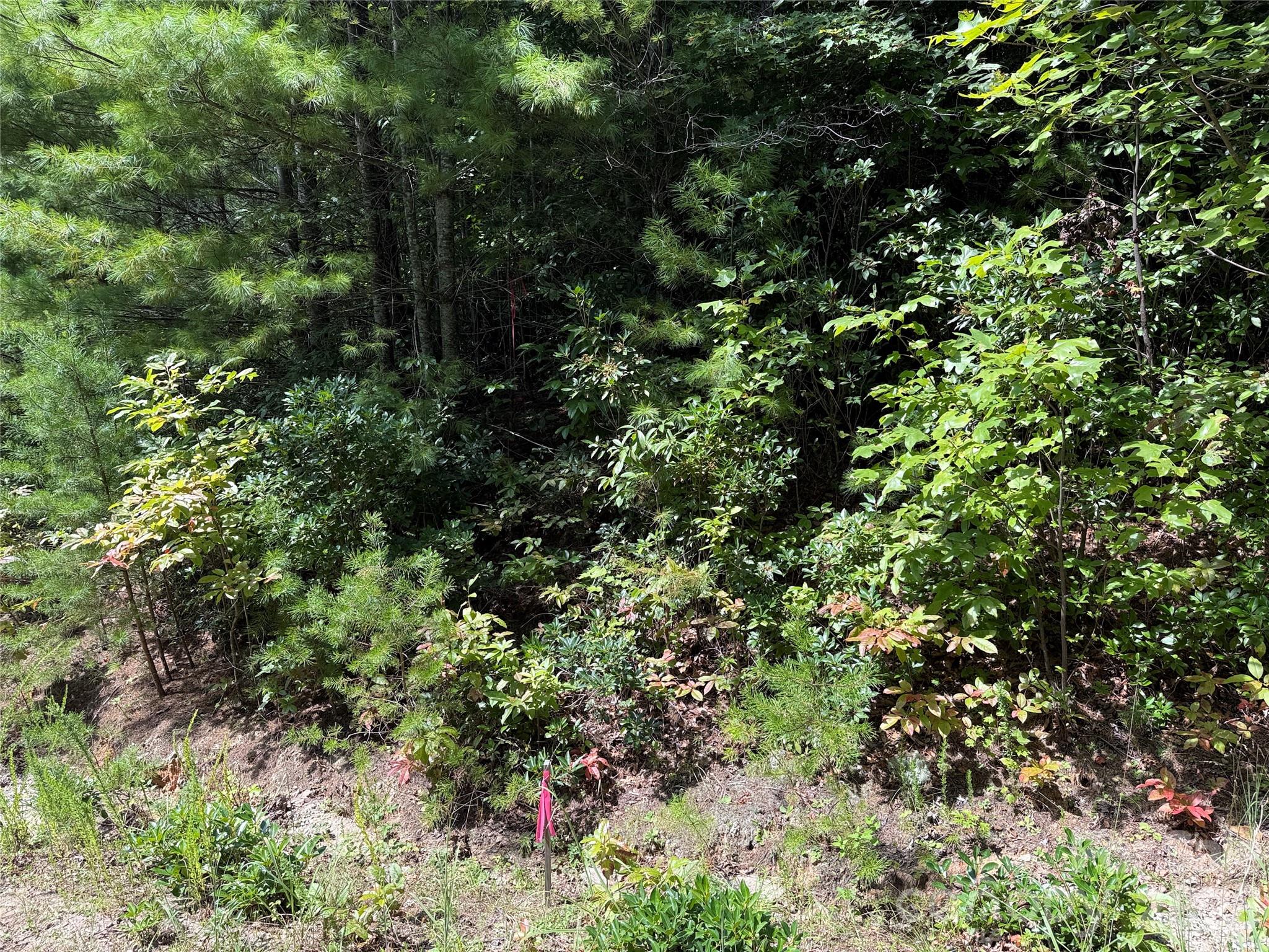 Tbd Staghorn Road 163 Property Photo 13