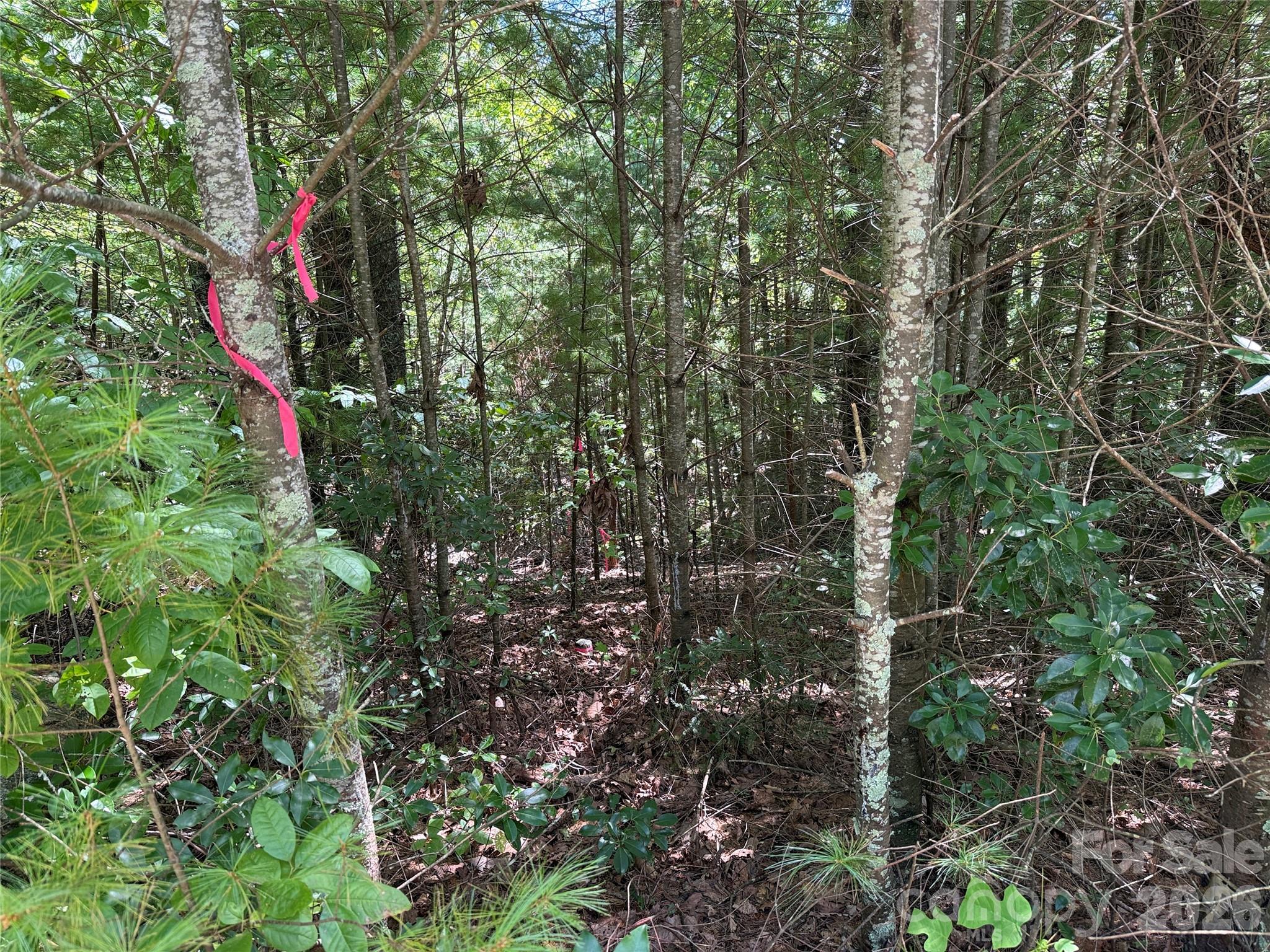 Tbd Staghorn Road 163 Property Photo 14