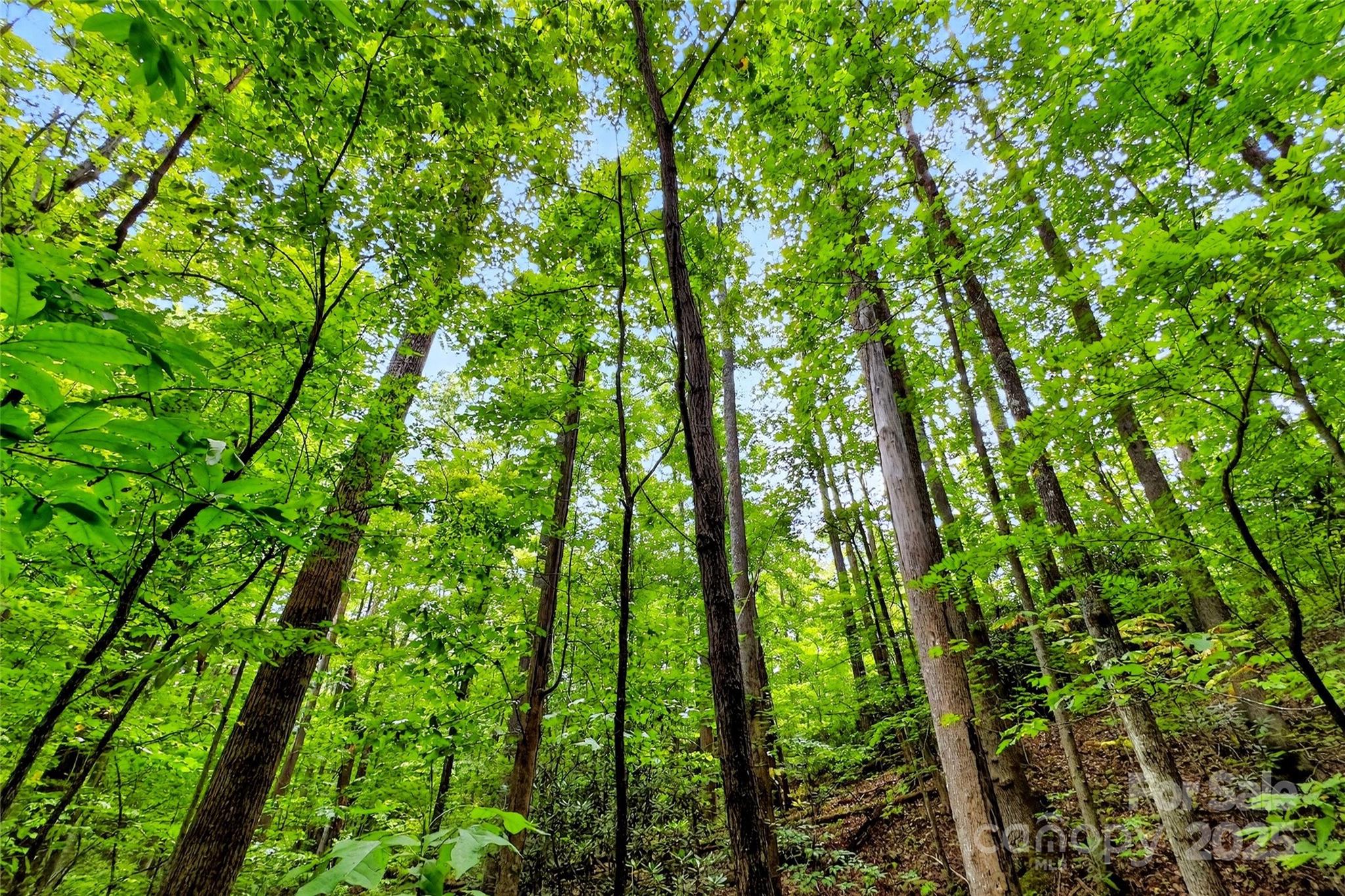 100 Comet Falls Trail 235 Property Photo 5