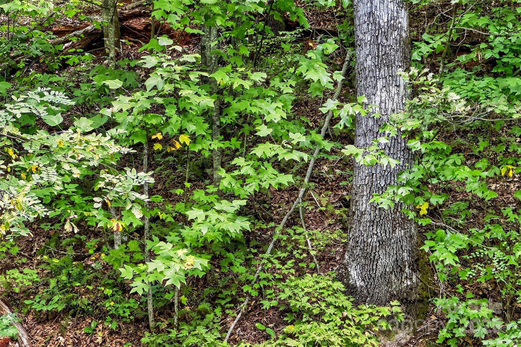 100 Comet Falls Trail 235 Property Photo 17