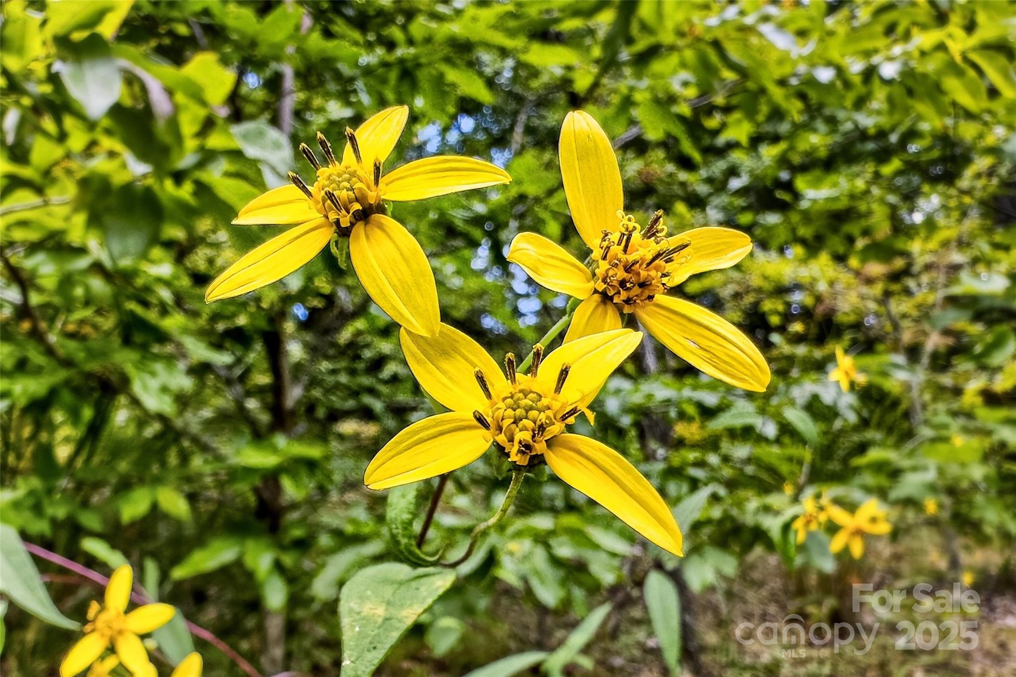 1696 Catawba Falls Parkway 190 Property Photo 1