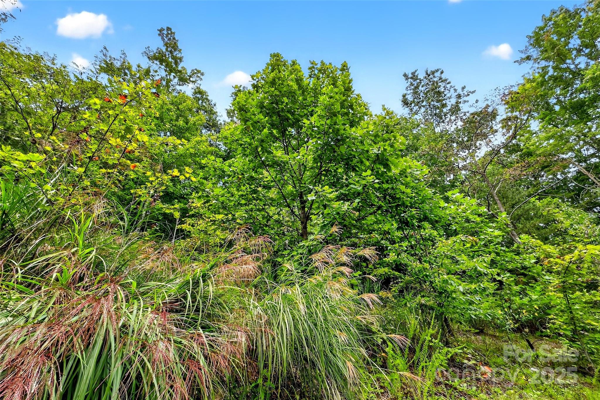 1696 Catawba Falls Parkway 190 Property Photo 9