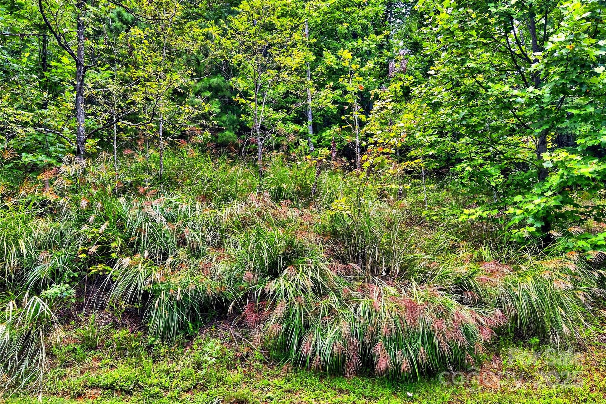 1696 Catawba Falls Parkway 190 Property Photo 10