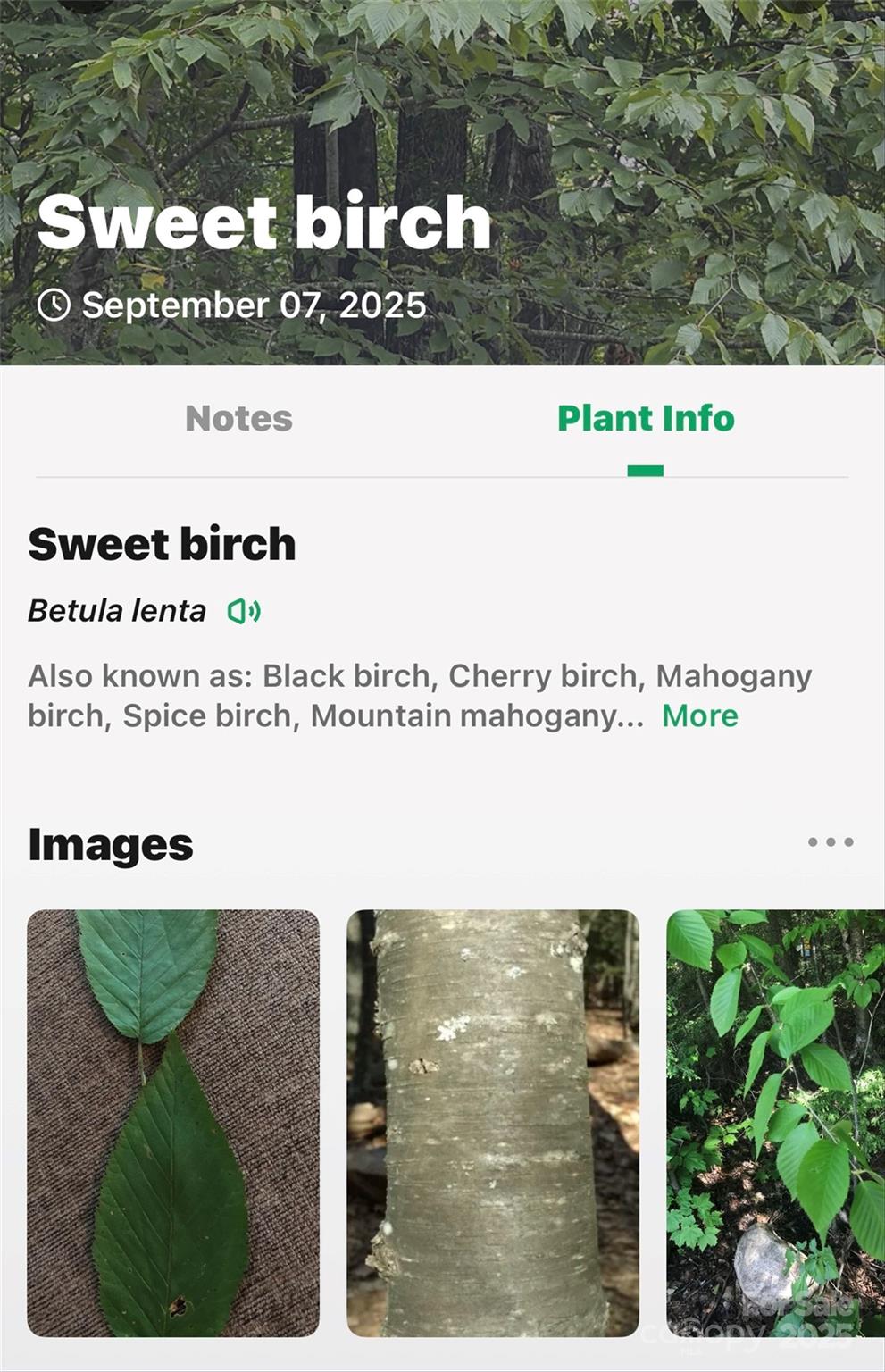 1696 Catawba Falls Parkway 190 Property Photo 31