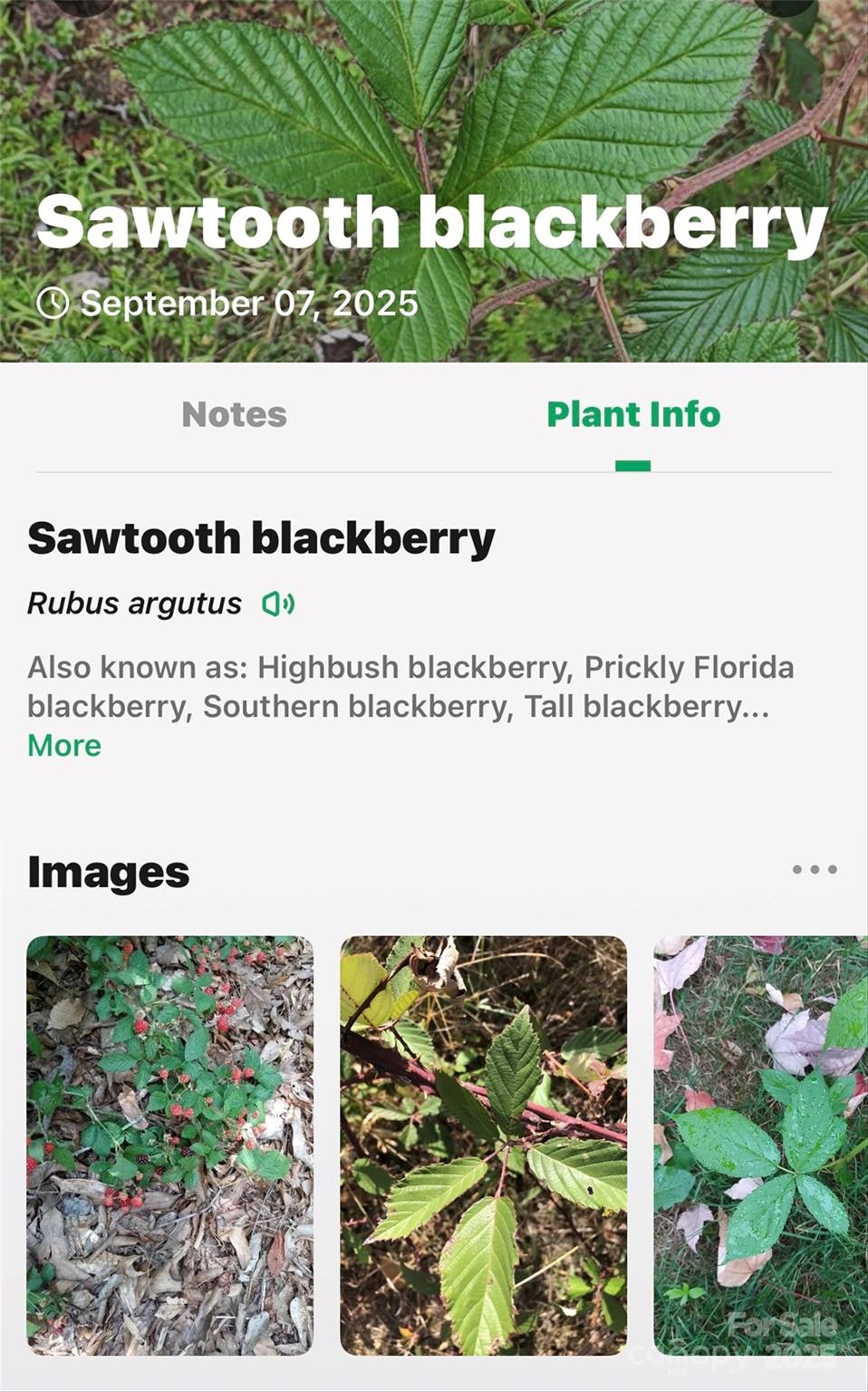 1696 Catawba Falls Parkway 190 Property Photo 33