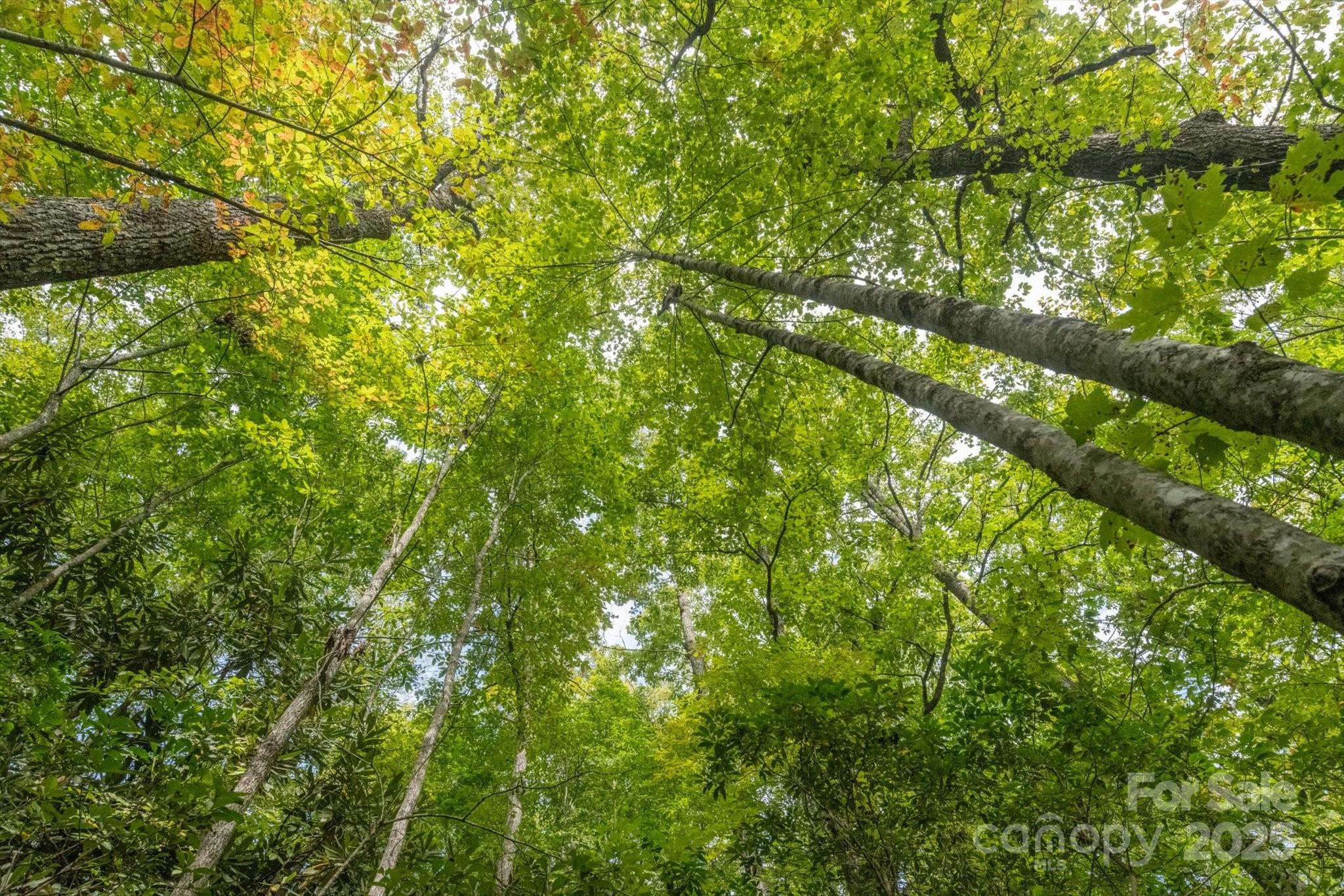 Tbd Pine Mountain Trail M79 Property Photo 7