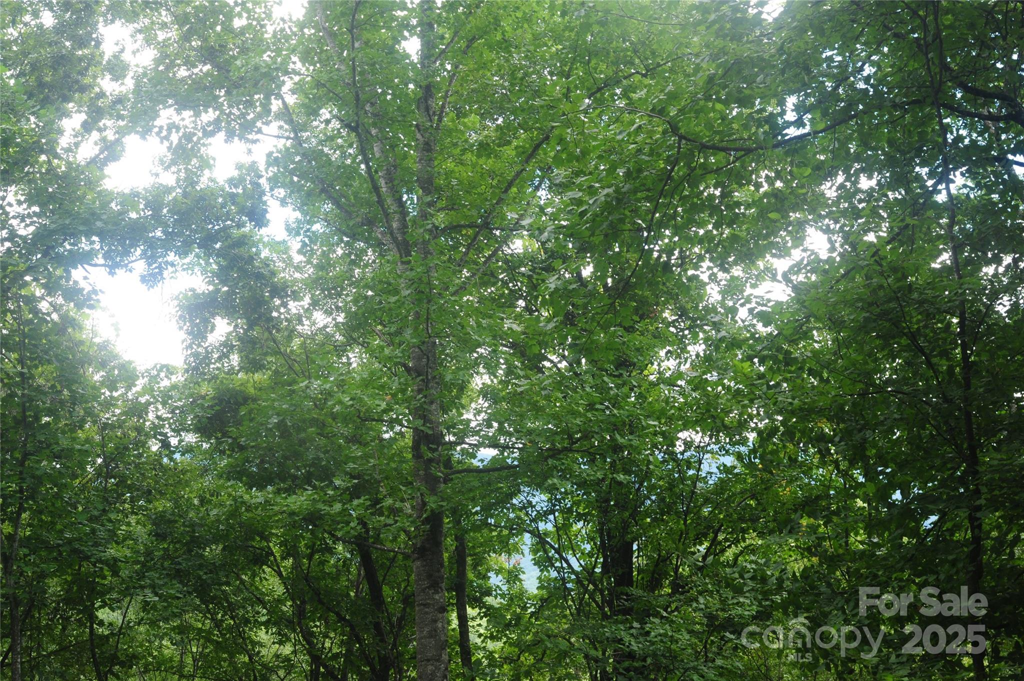 9 Wood Haven Lane 108 Property Photo 6