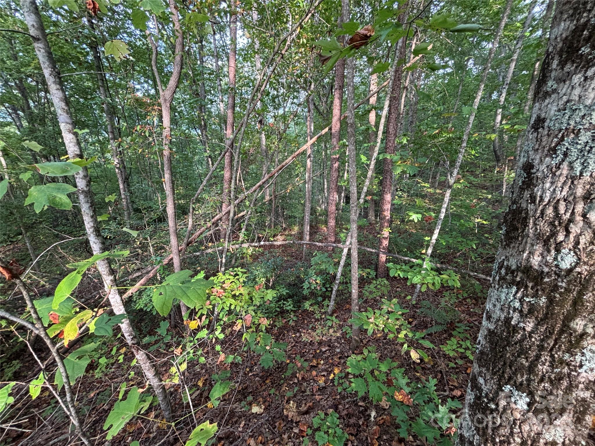Lot 7 Madison Lane Property Photo 6