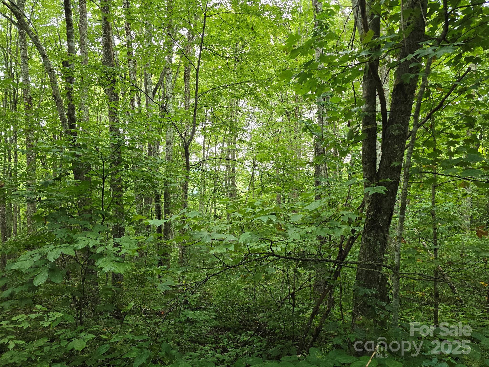 9.83 Acres Juniper Road 23 Property Photo 14