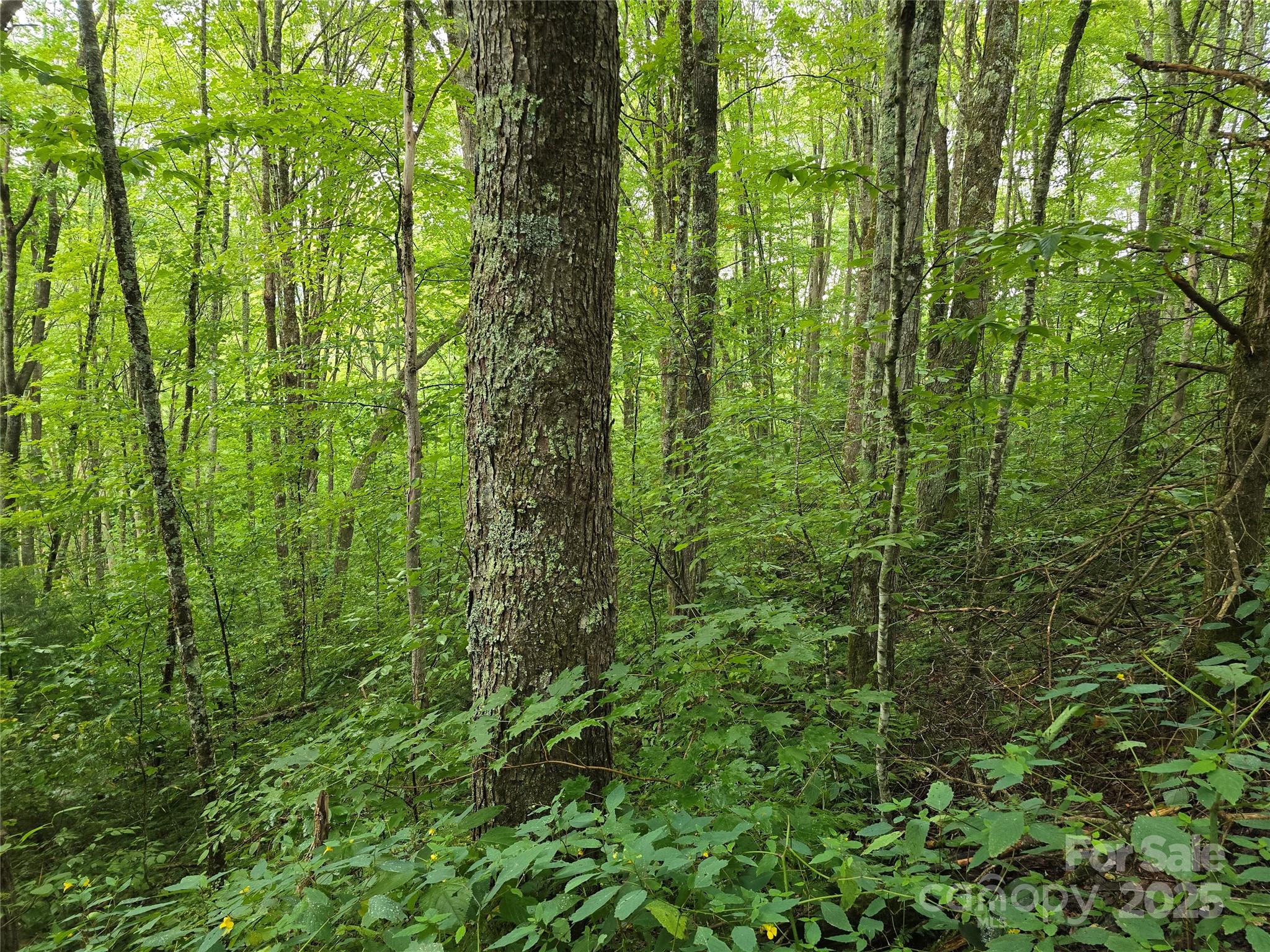 9.83 Acres Juniper Road 23 Property Photo 15