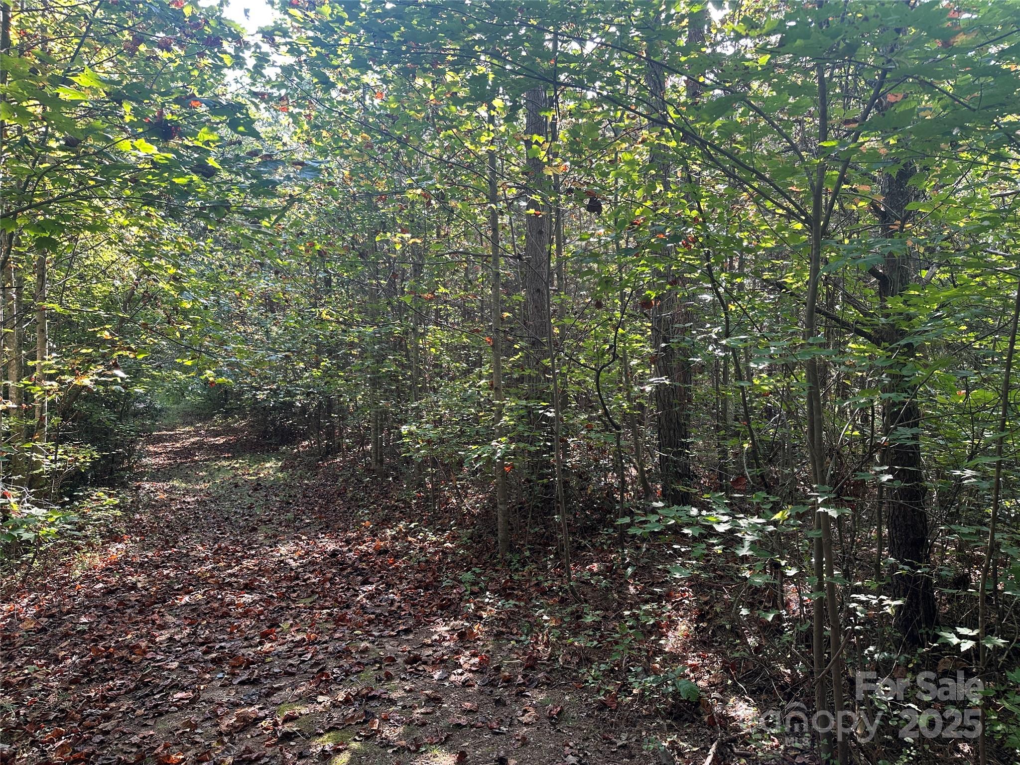 Tract 1 Off Timber Road Property Photo 2