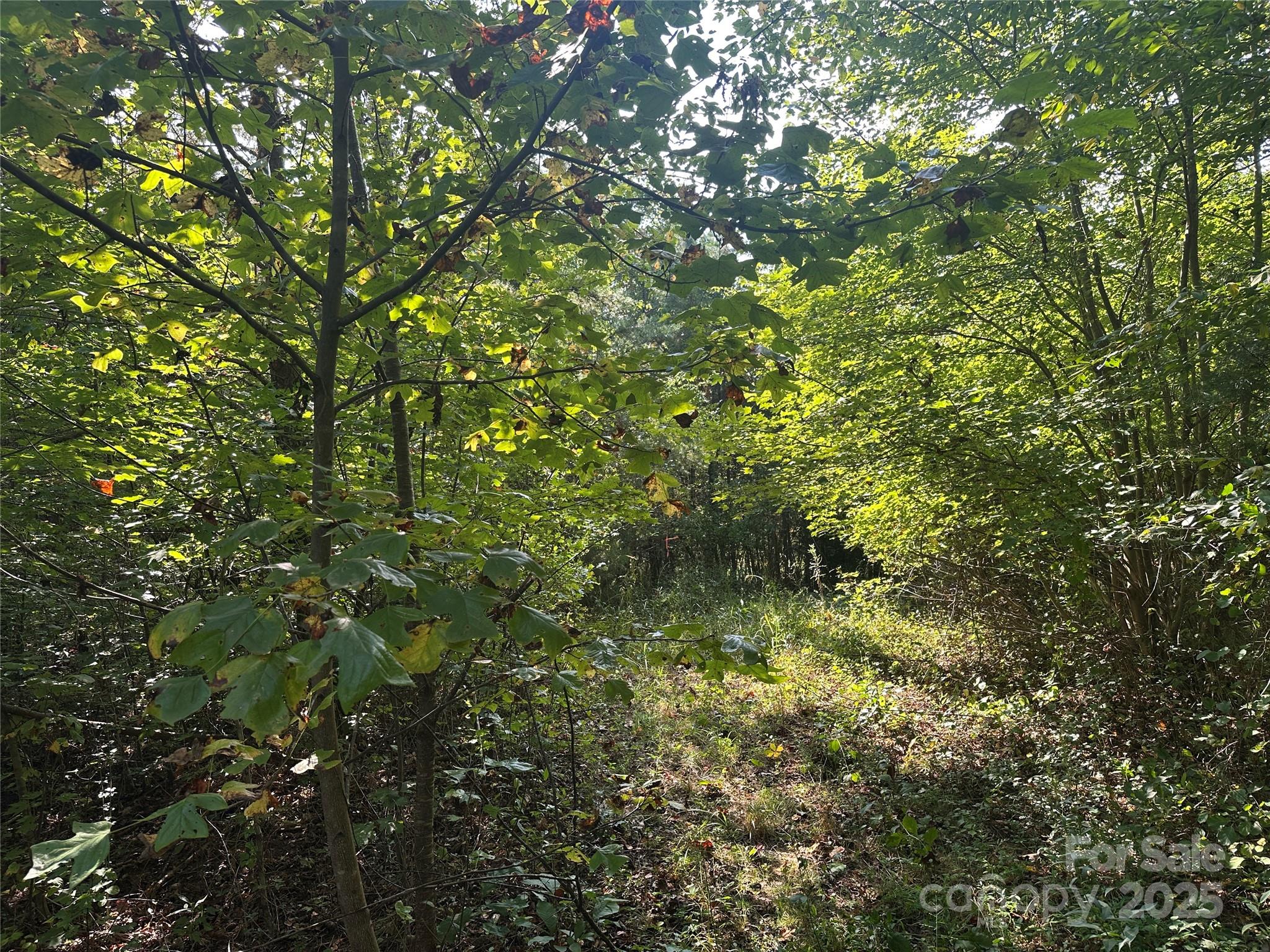 Tract 1 Off Timber Road Property Photo 3