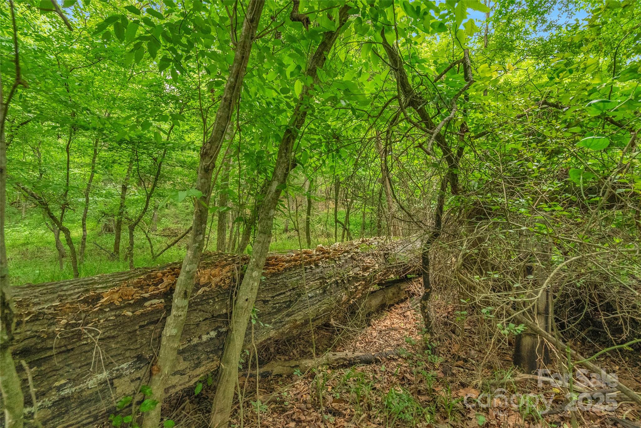 0000 Lucy Short Cut Road 2 Property Photo 13