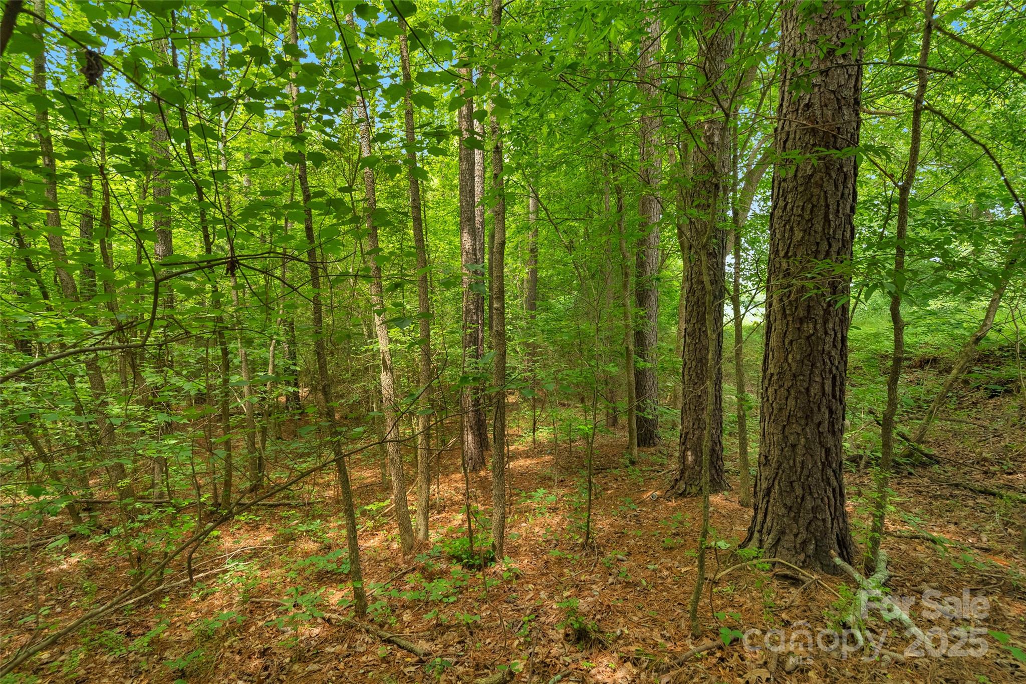 0000 Lucy Short Cut Road 2 Property Photo 17