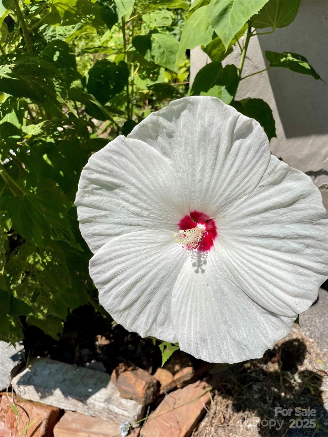 59 Coates Street Property Photo 37