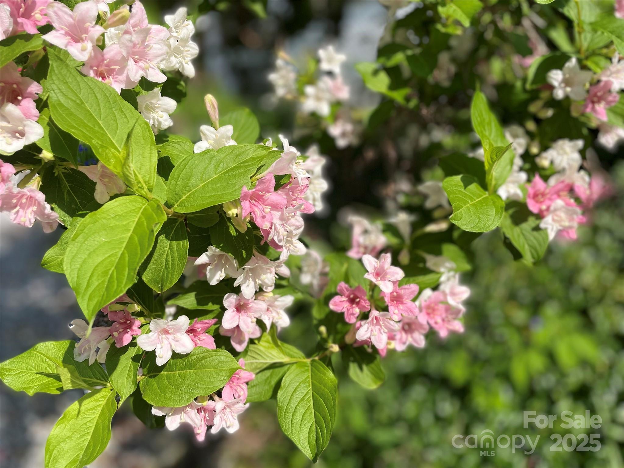 59 Coates Street Property Photo 38