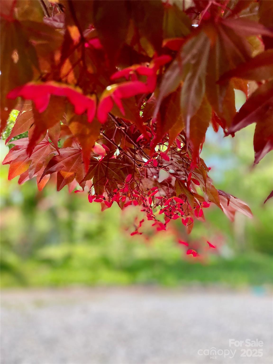 59 Coates Street Property Photo 40