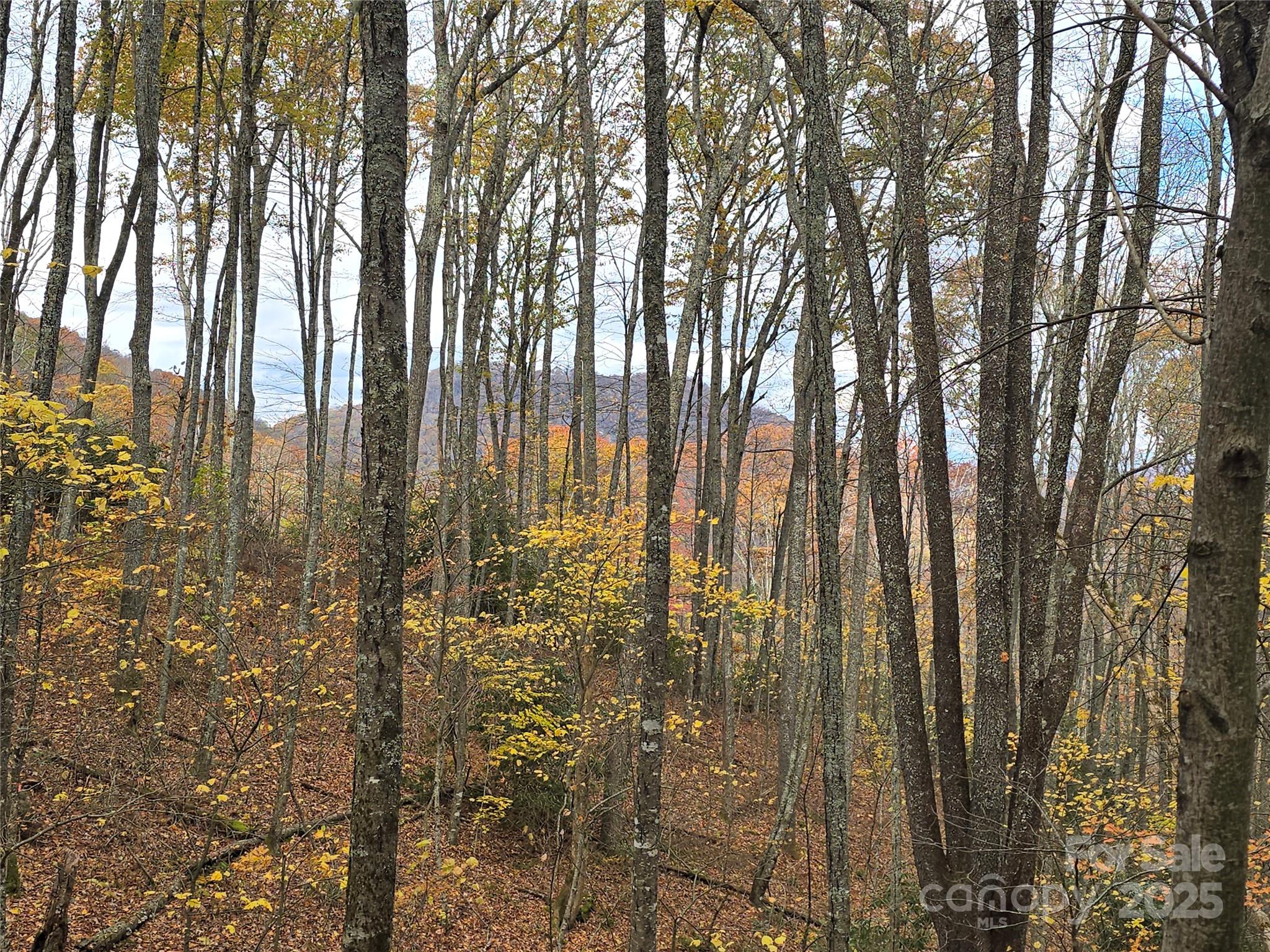 Lt 7 Buck Knob None Property Photo 3
