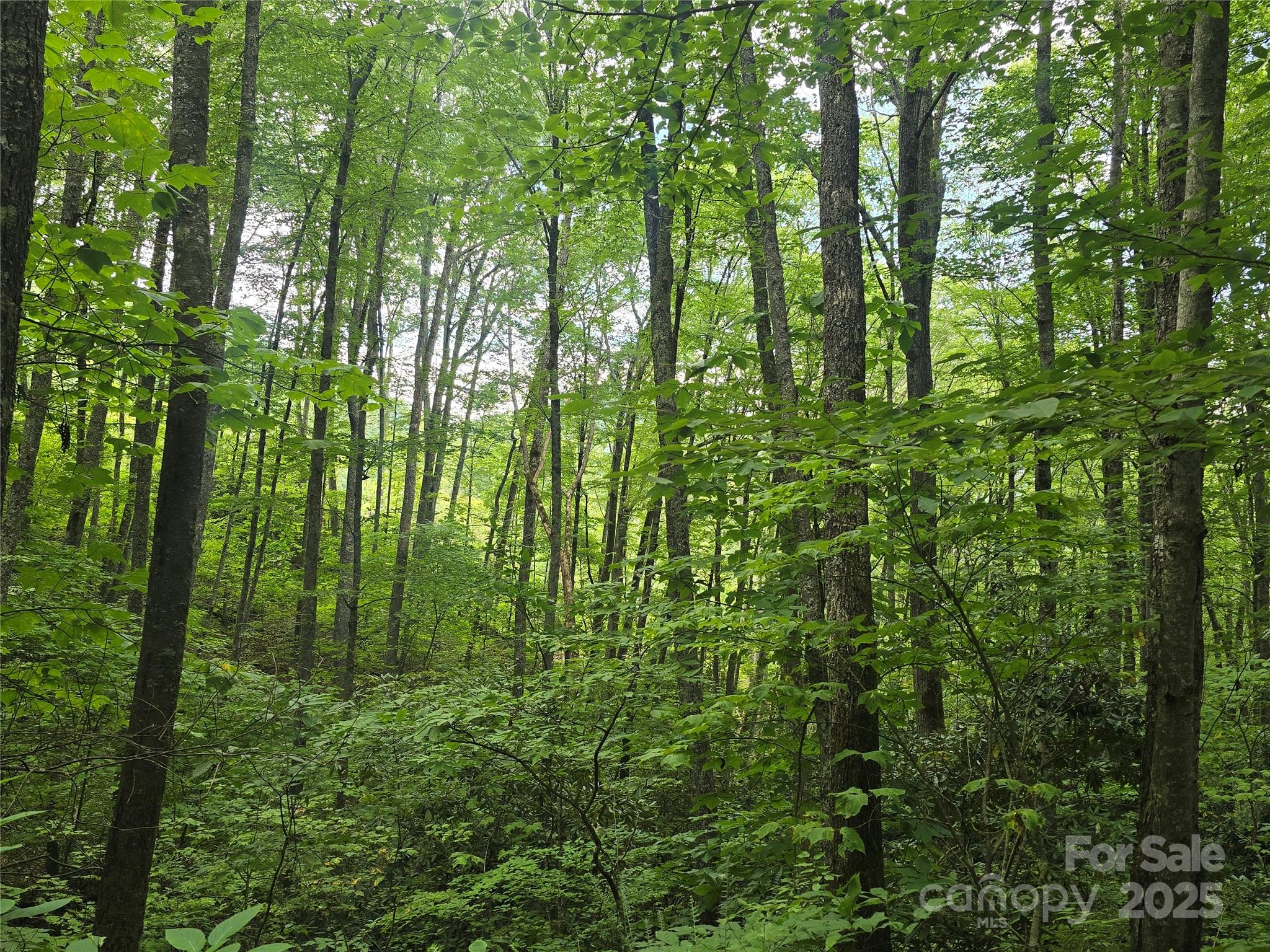 Lt 7 Buck Knob None Property Photo 5