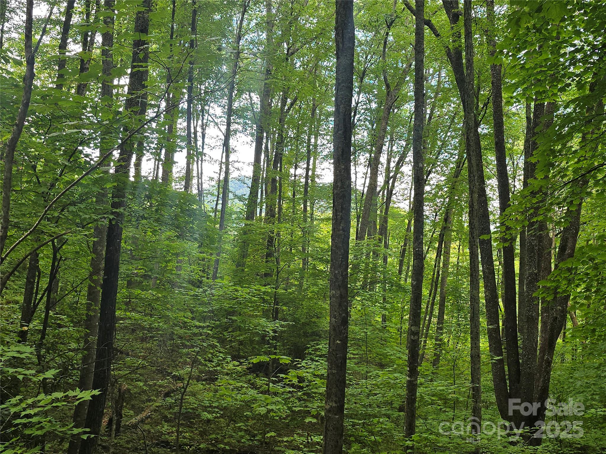 Lt 7 Buck Knob None Property Photo 11
