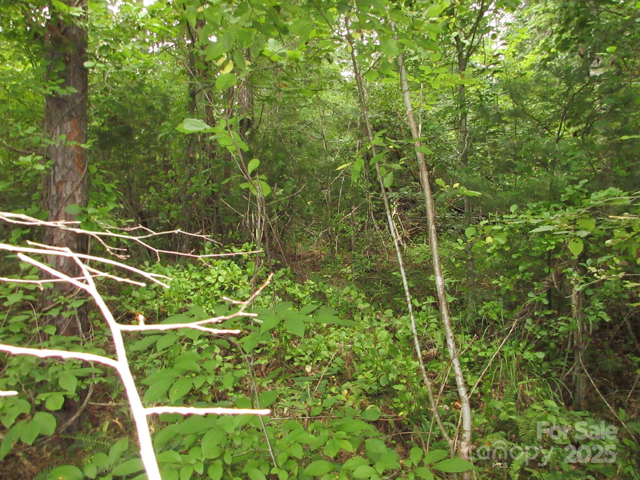 0 Old Burnsville Road Property Photo 8