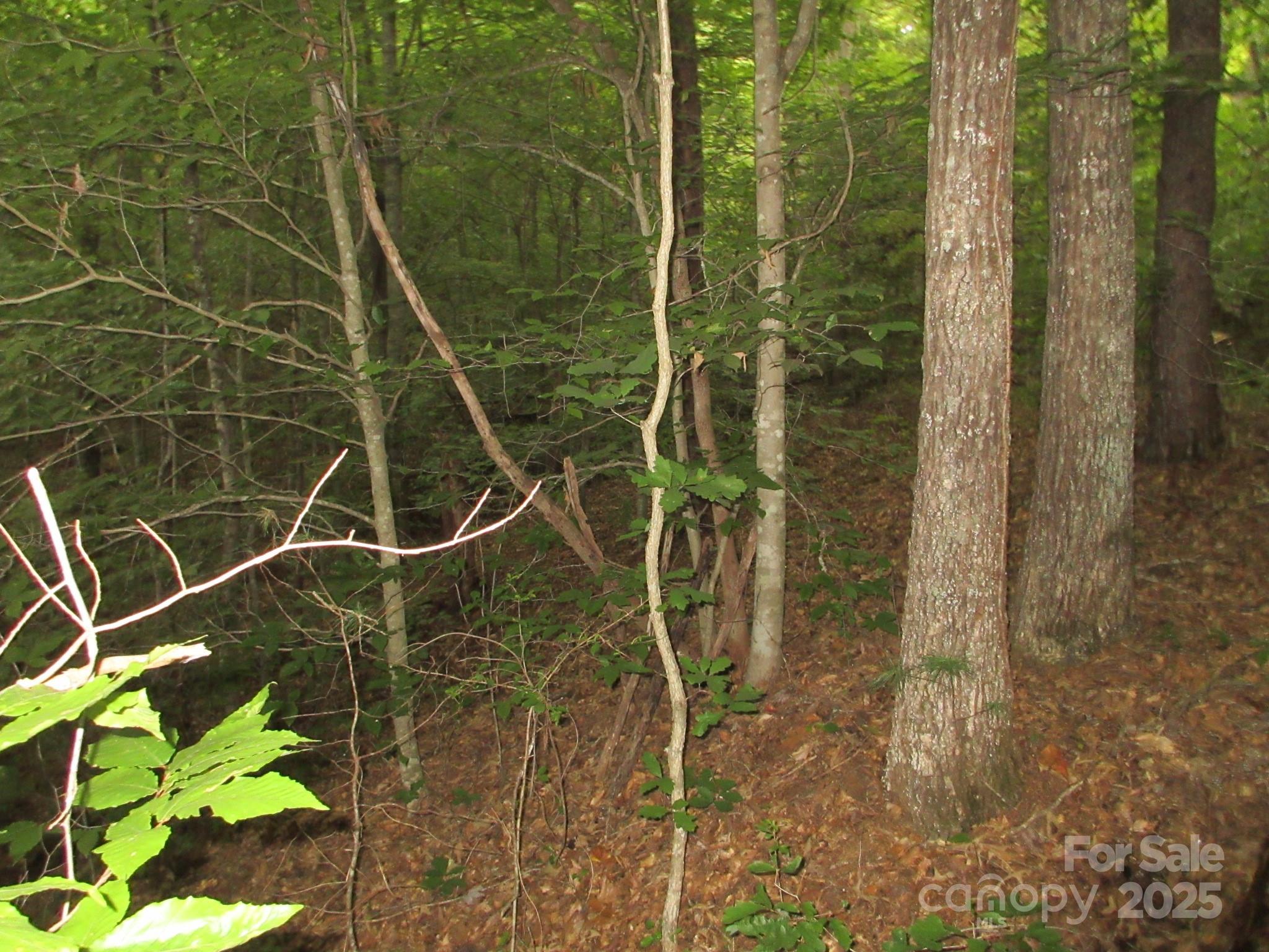 0 Old Burnsville Road Property Photo 11
