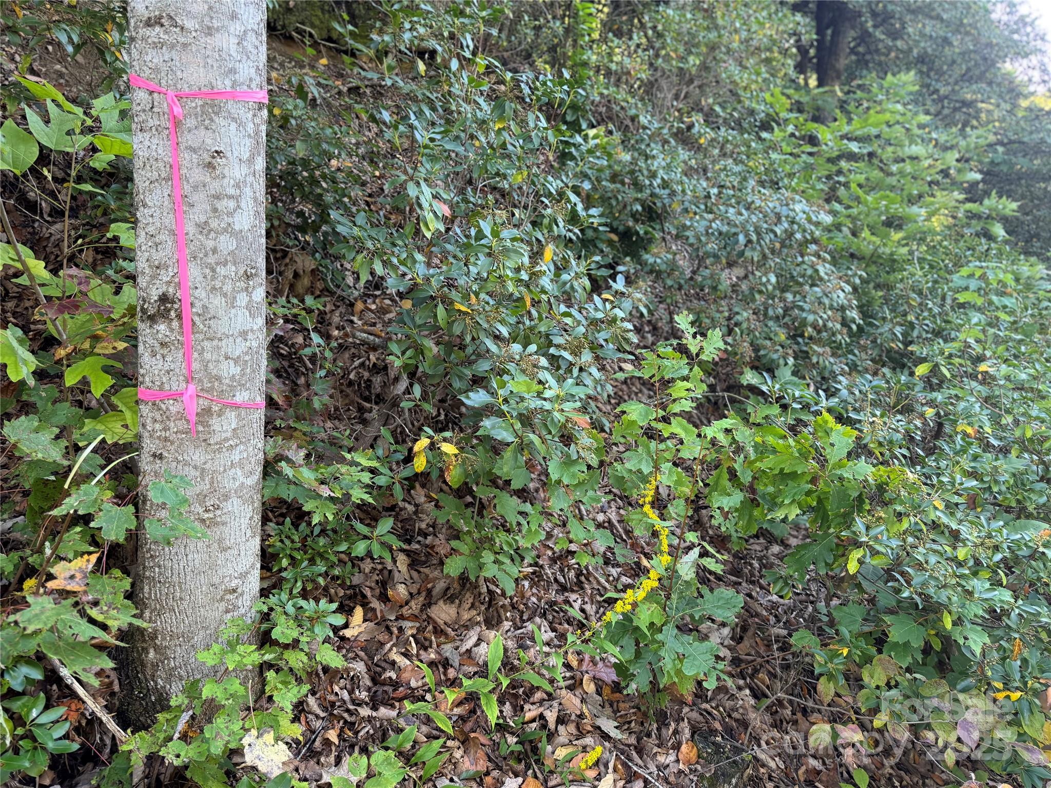 999 Red Oak Forest Road Property Photo 6