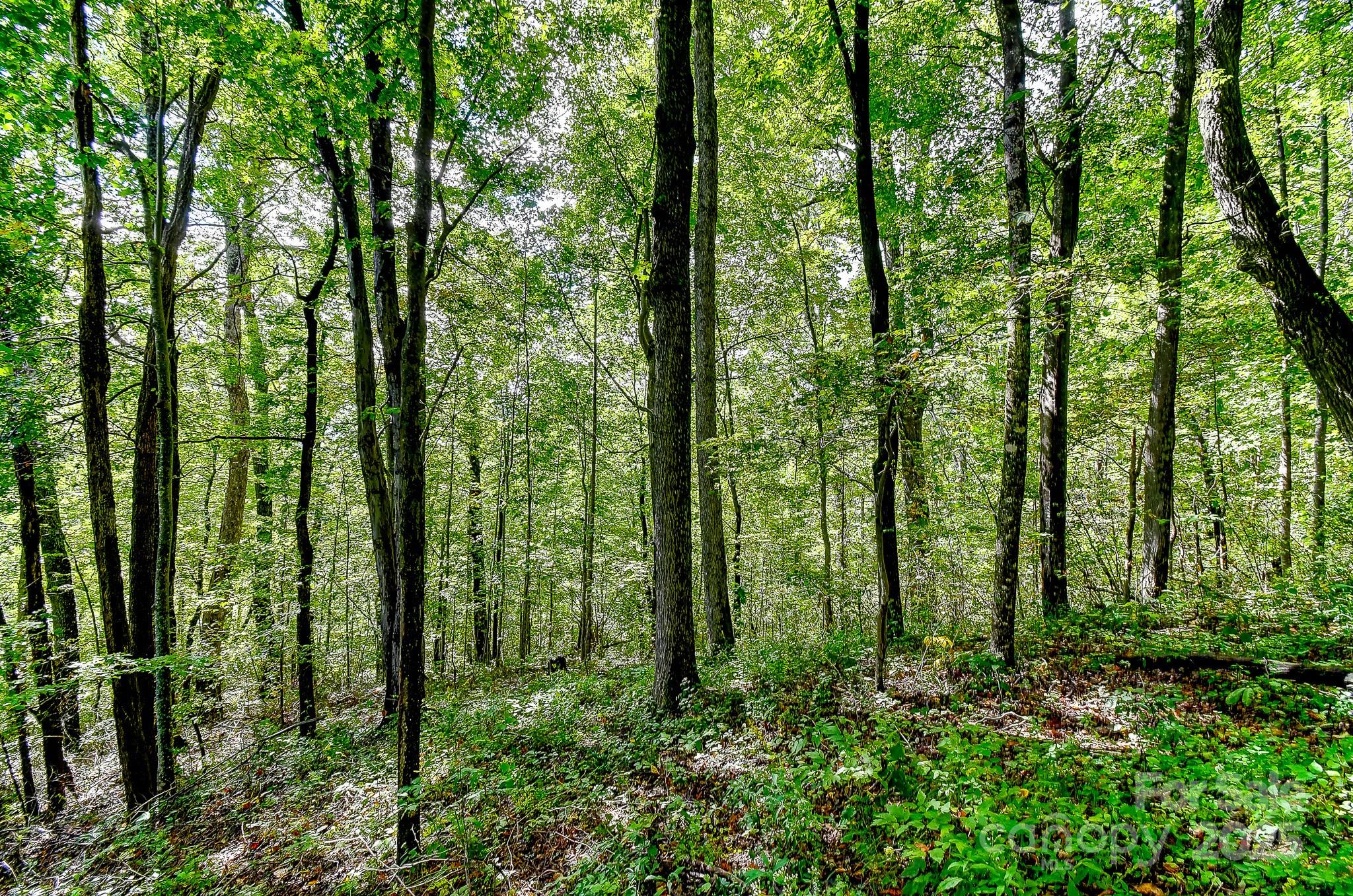 99999 Forest Brook Drive Property Photo 2
