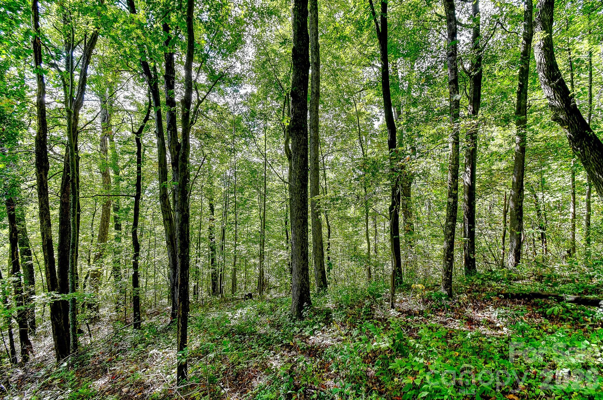 99999 Forest Brook Drive Property Photo 8