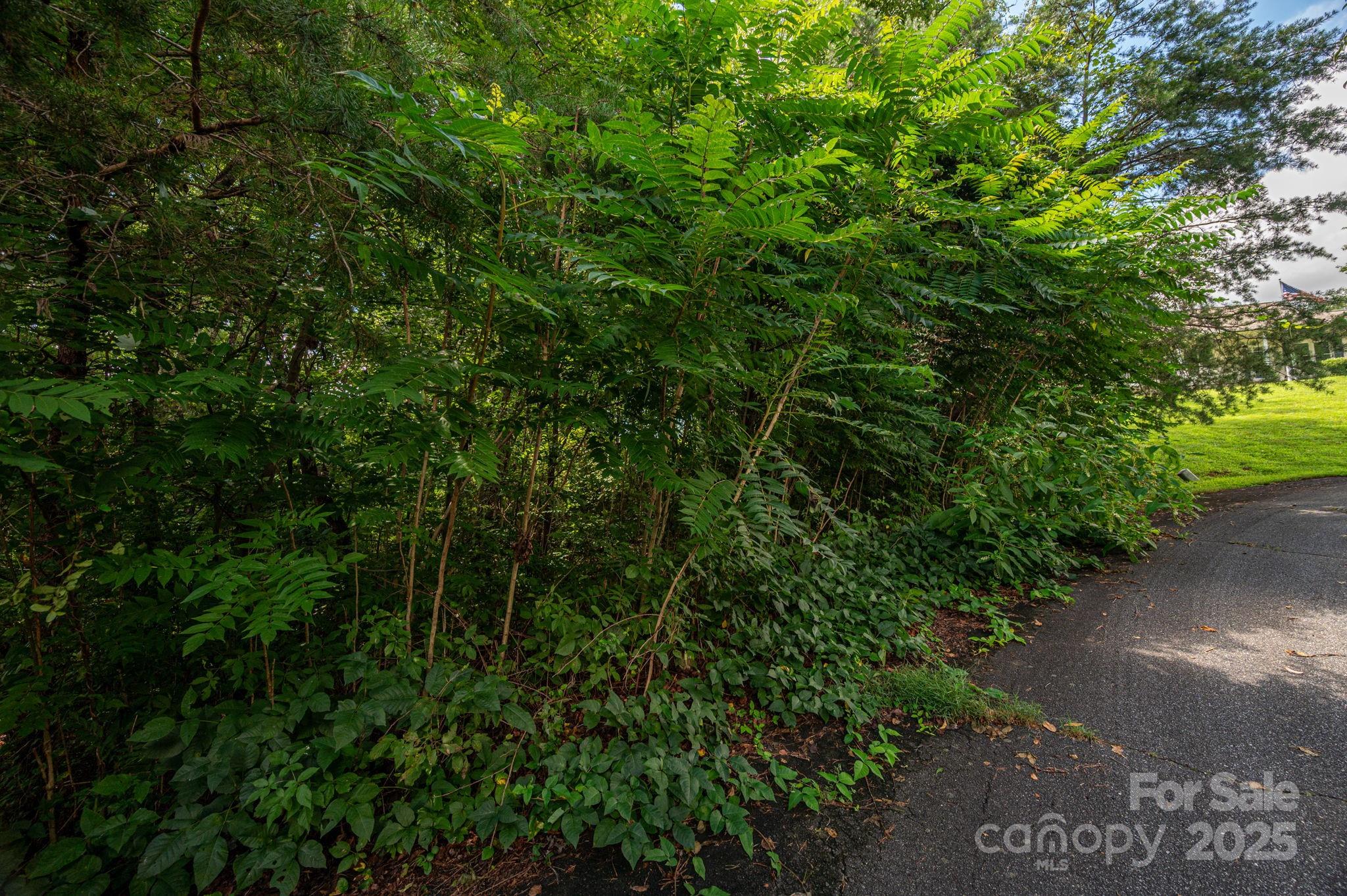 Lot 19 Line Drive Property Photo 3
